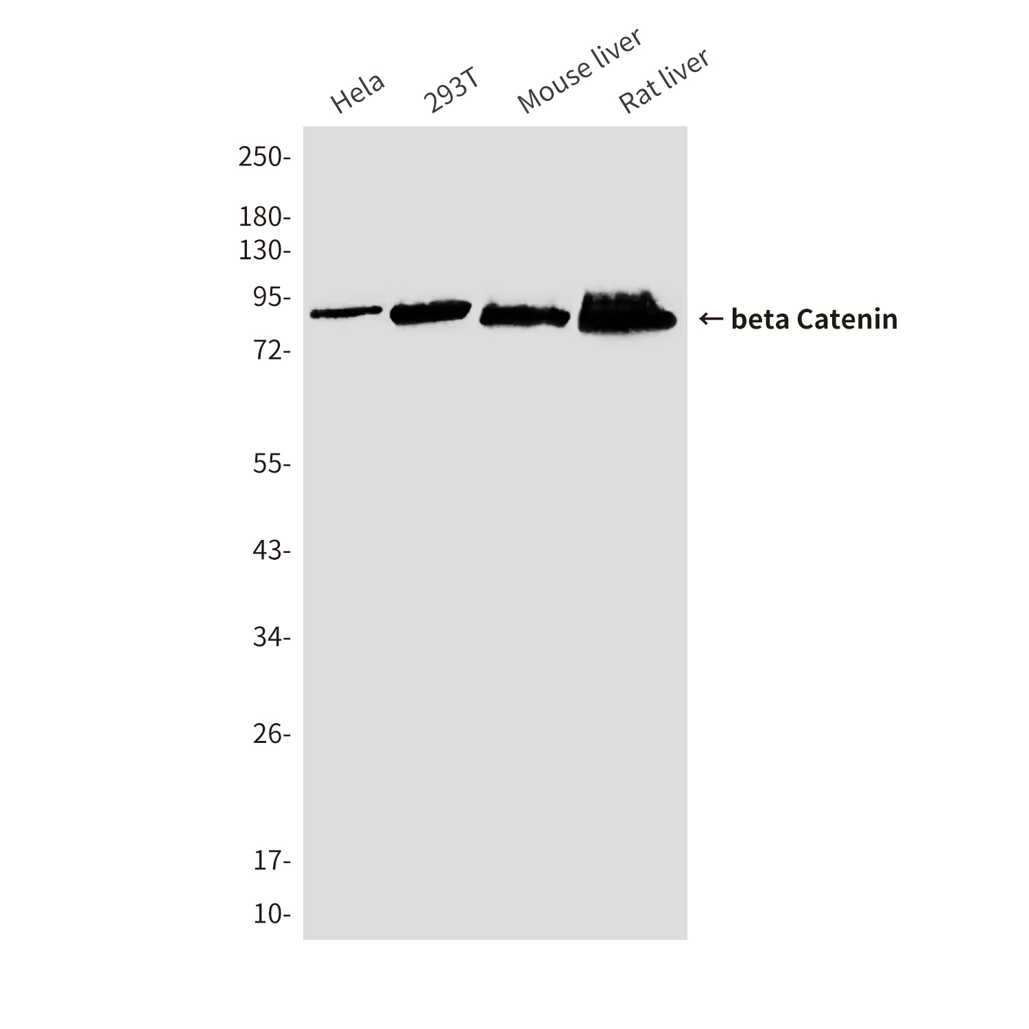 Mouse Monoclonal Antibody to beta Catenin