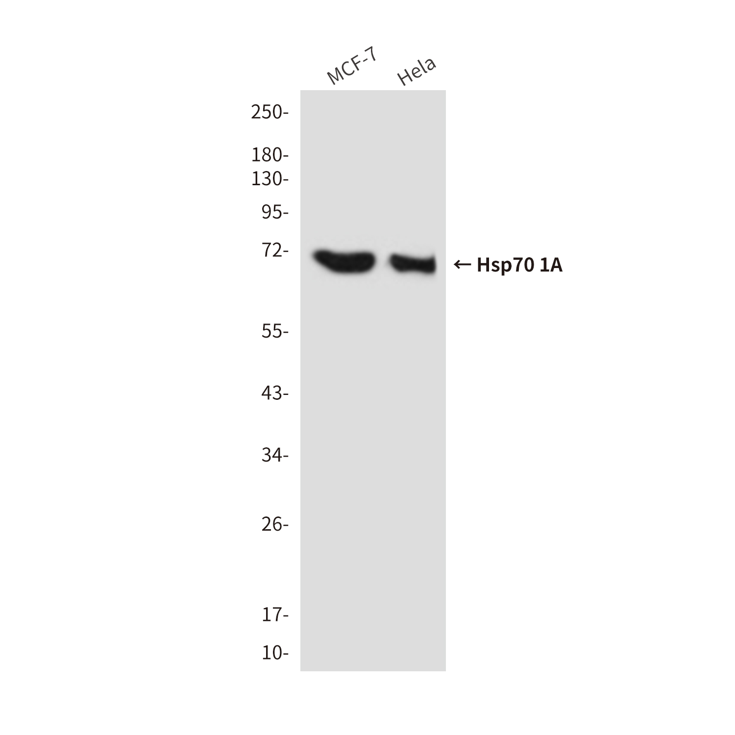 Mouse Monoclonal Antibody to Hsp70 1A