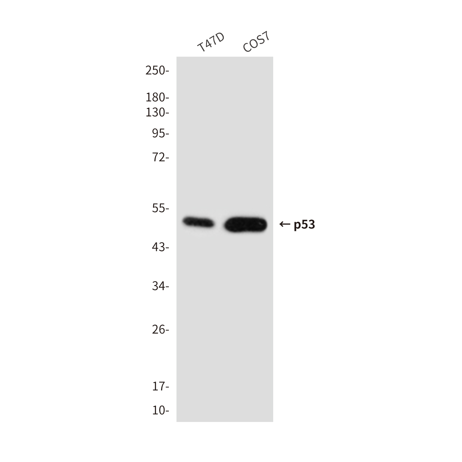 Mouse Monoclonal Antibody to p53