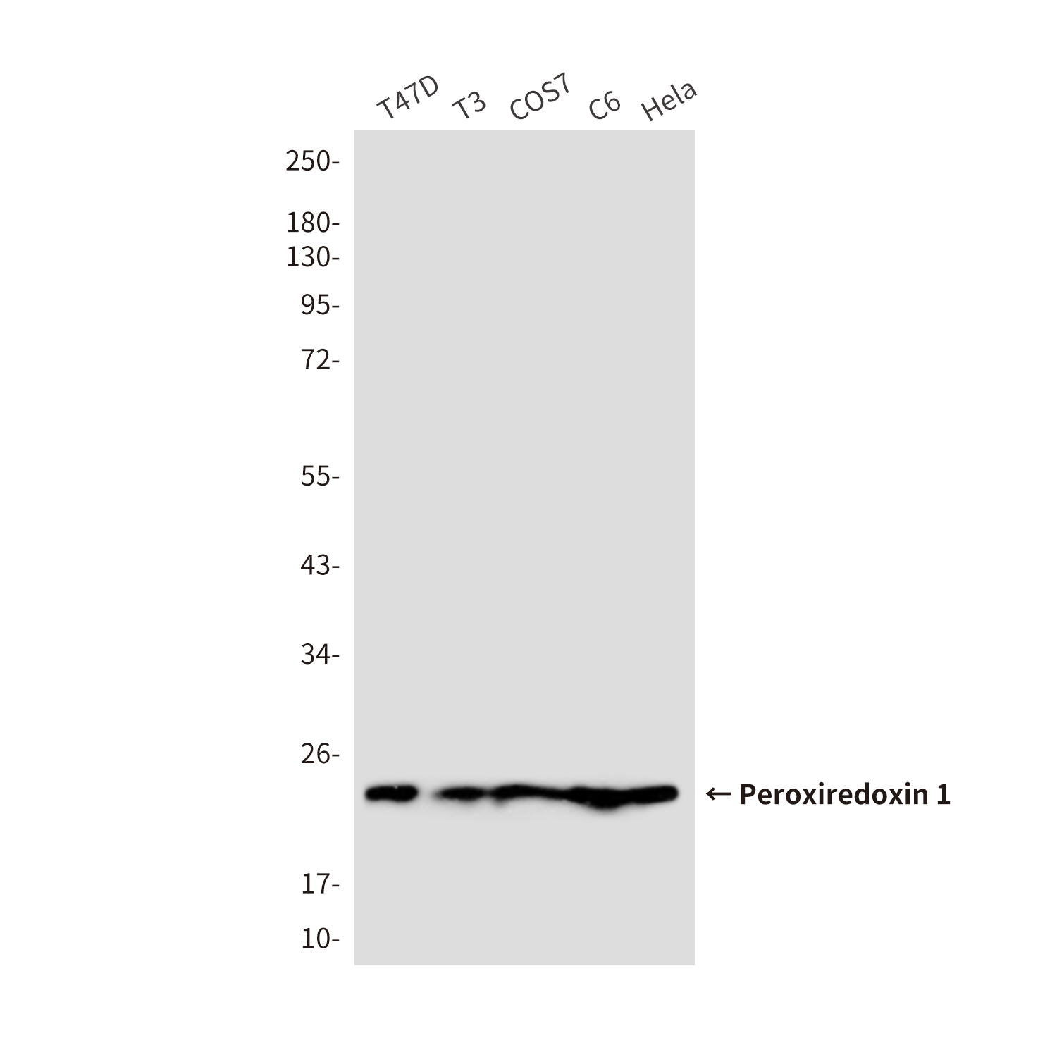 Mouse Monoclonal Antibody to Peroxiredoxin 1