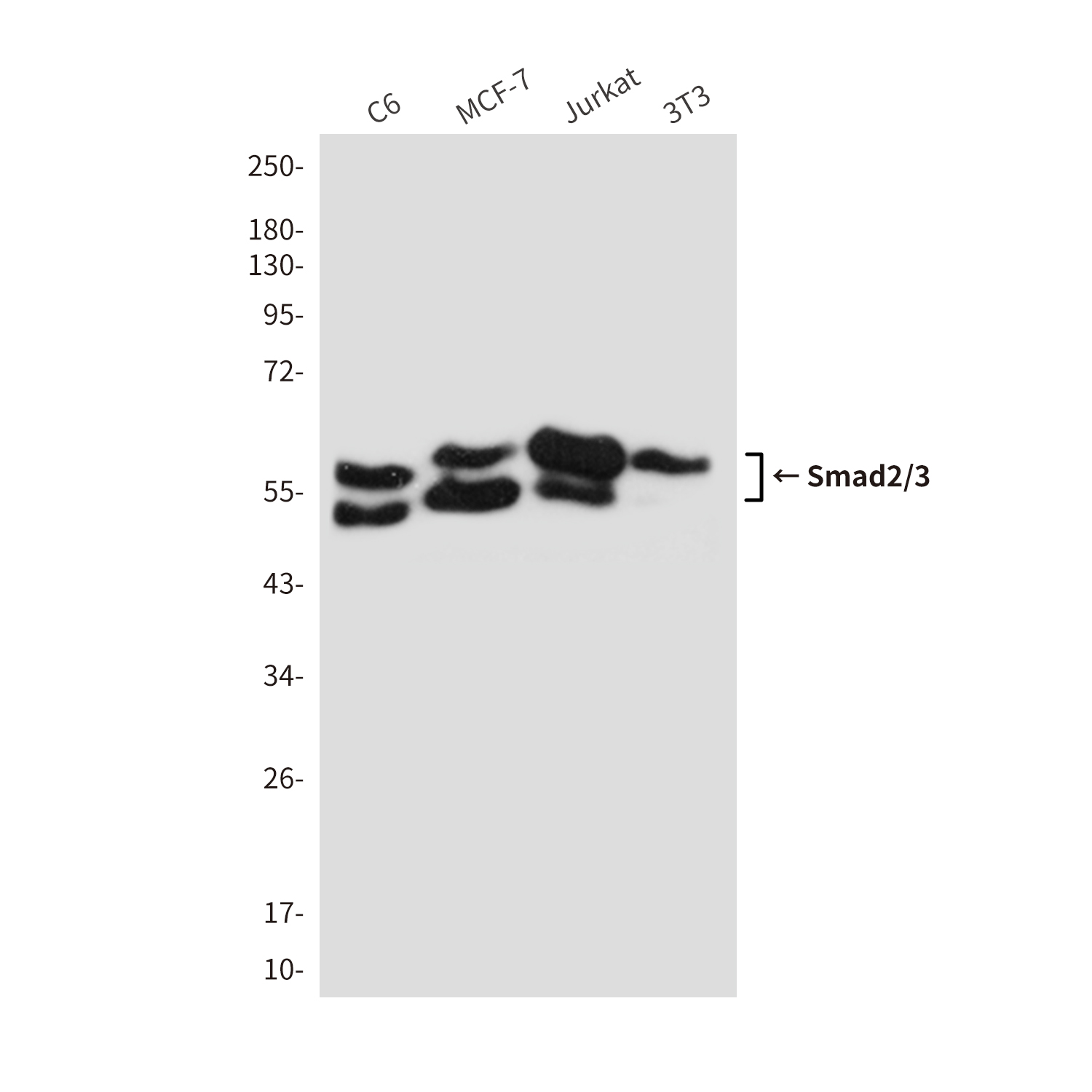 Mouse Monoclonal Antibody to Smad2/3
