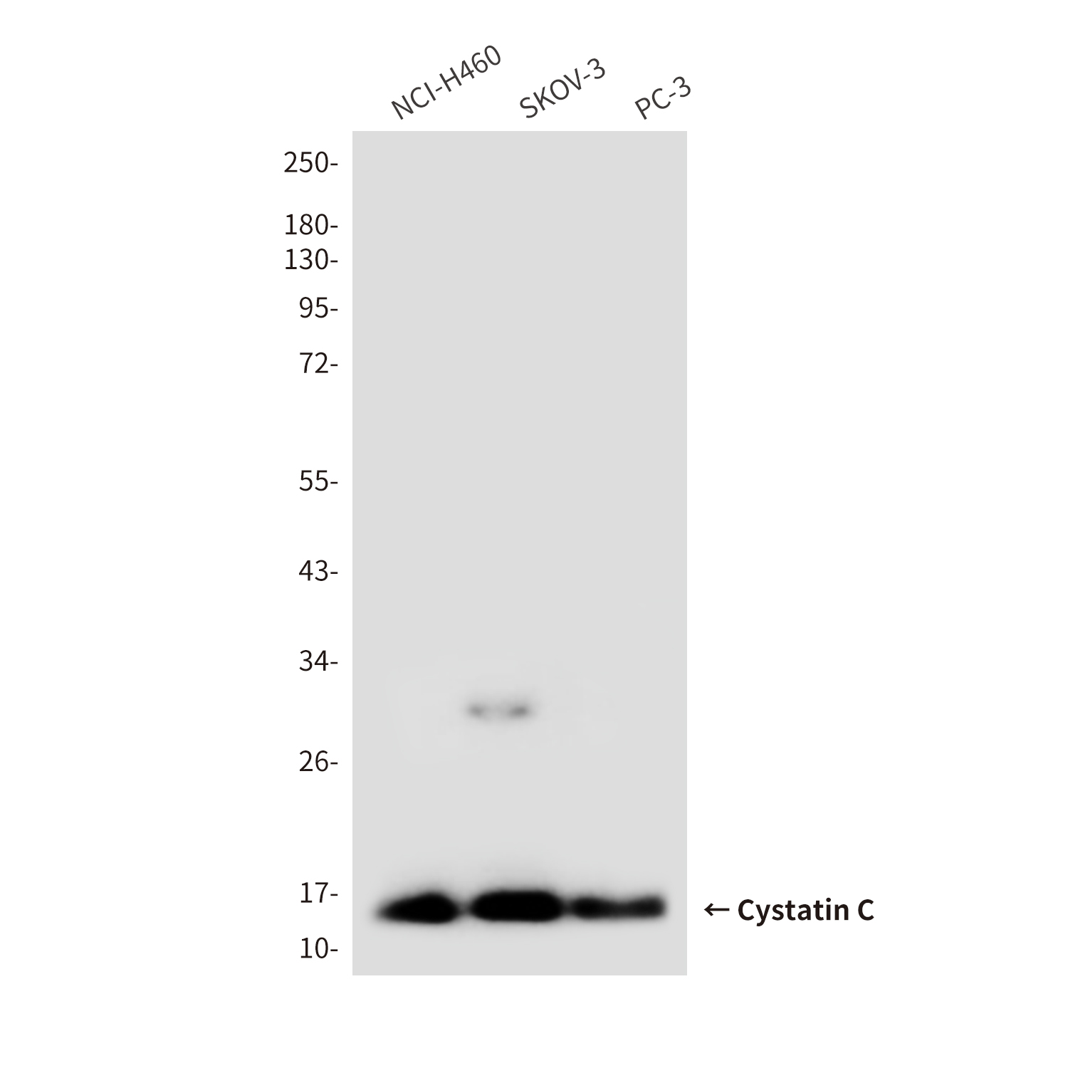 Mouse Monoclonal Antibody to Cystatin C