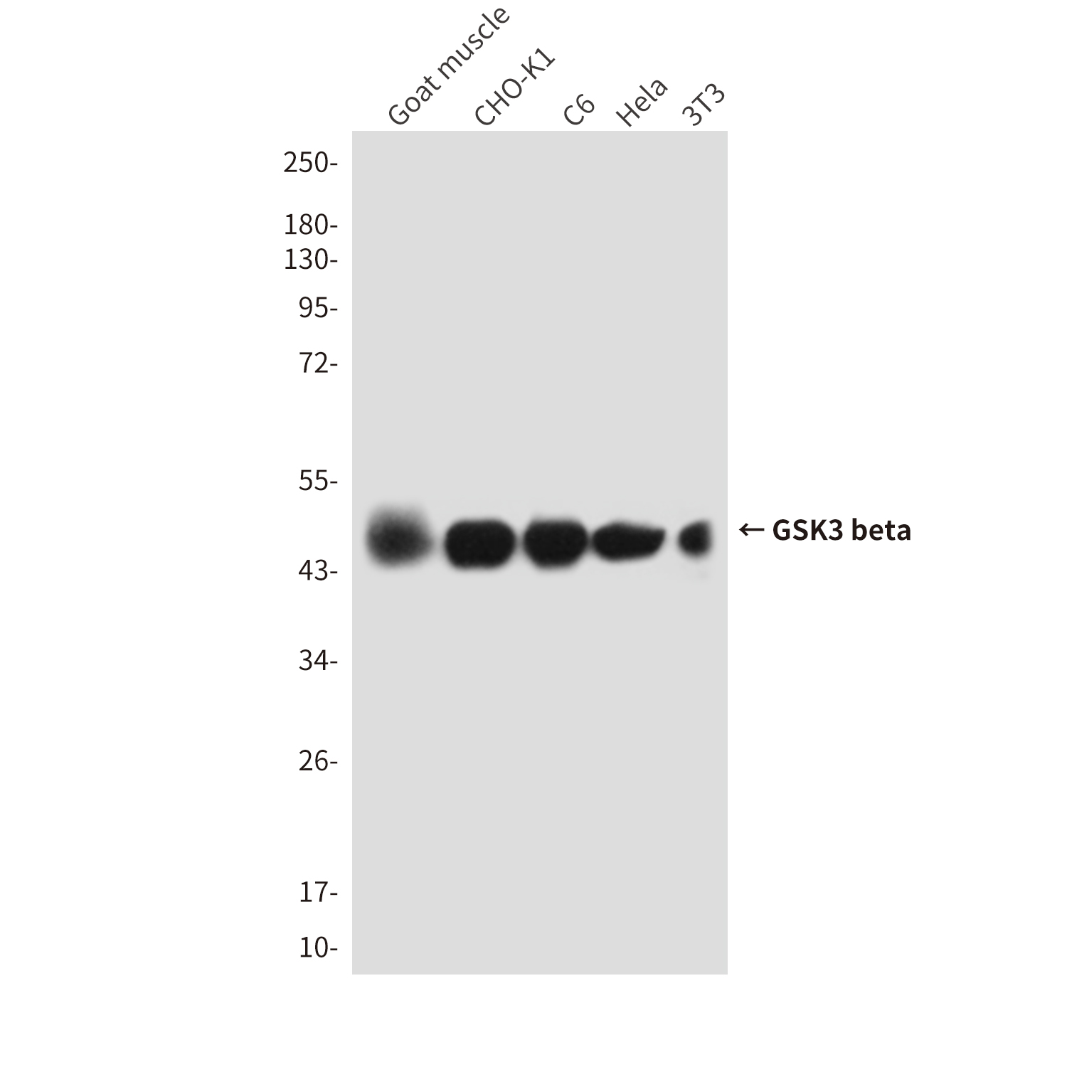 Mouse Monoclonal Antibody to GSK3 beta