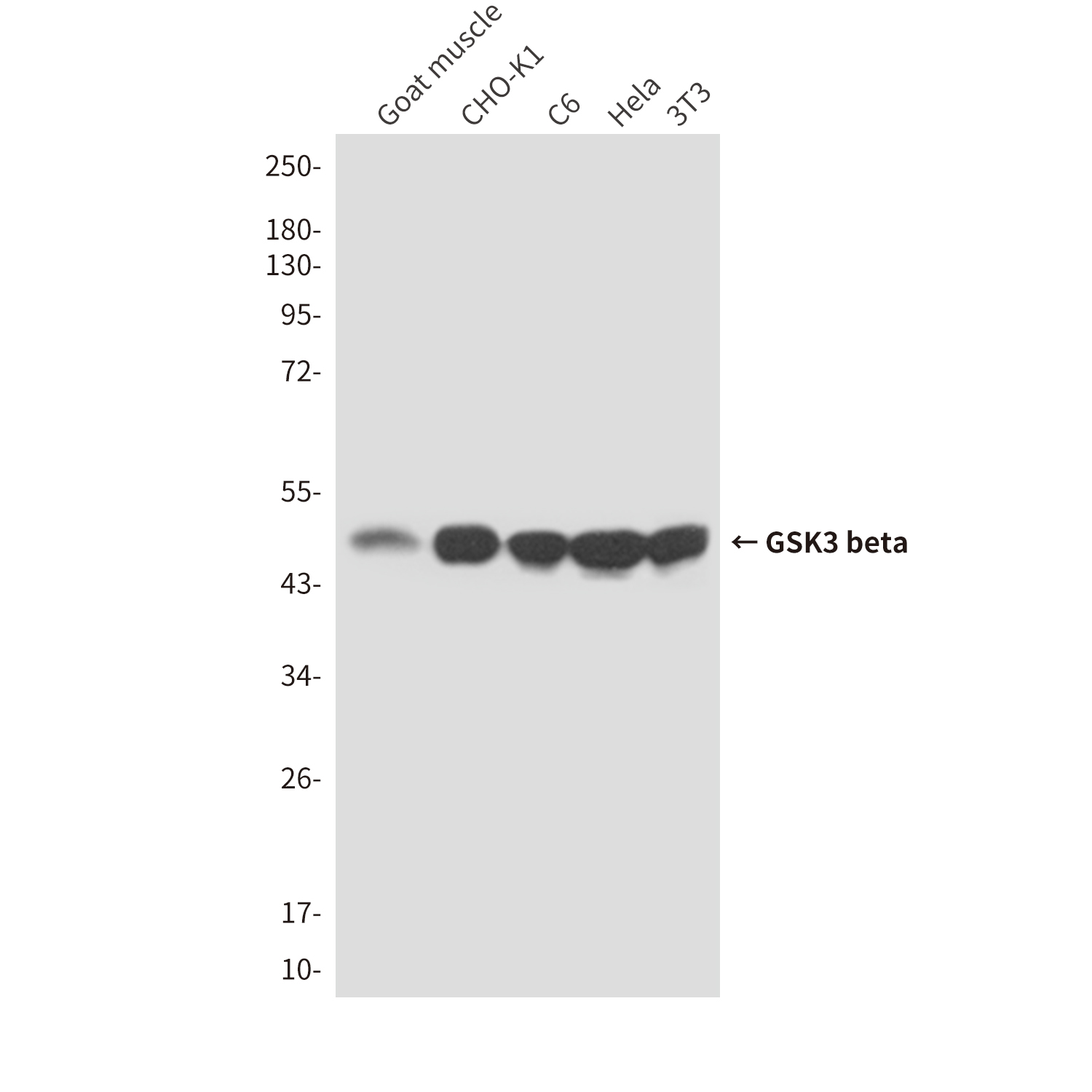 Mouse Monoclonal Antibody to GSK3 beta