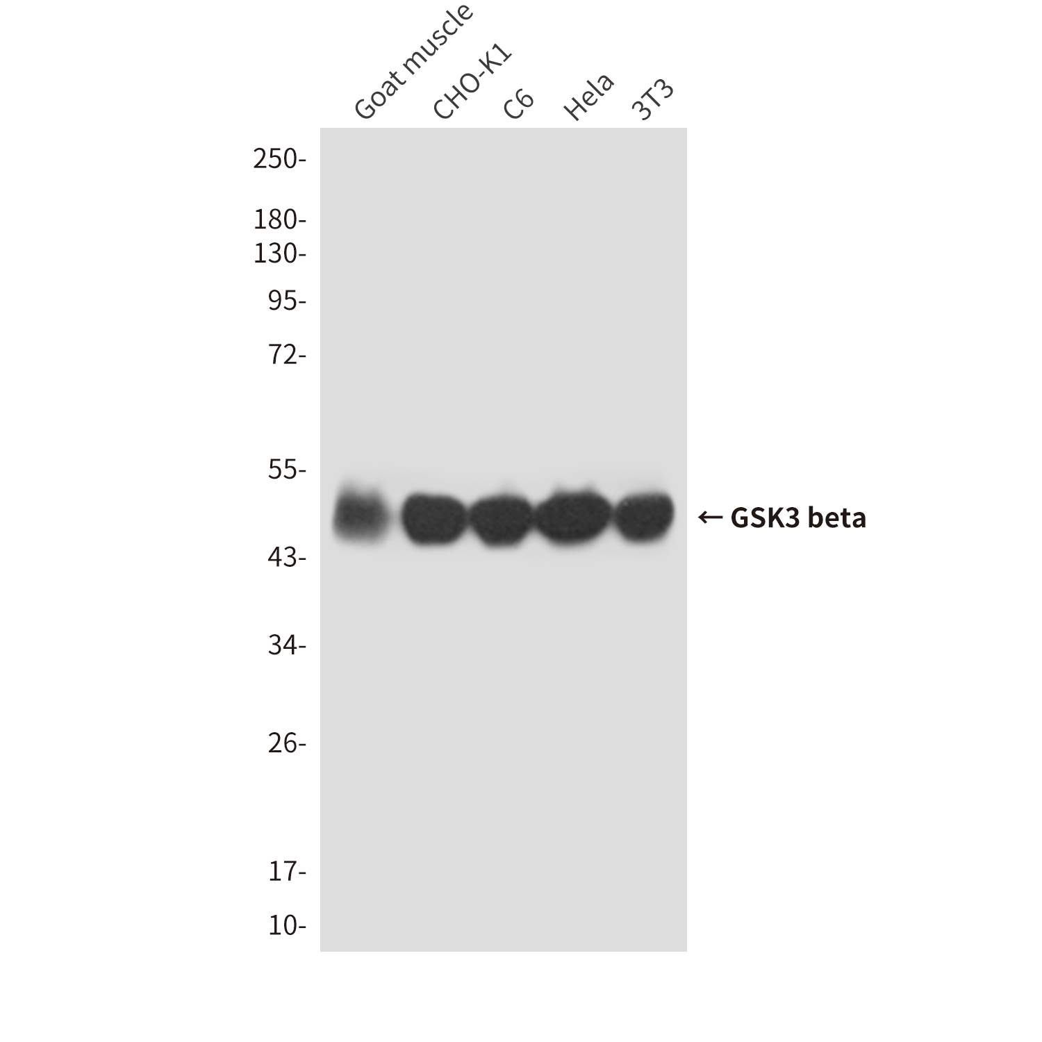 Mouse Monoclonal Antibody to GSK3 beta