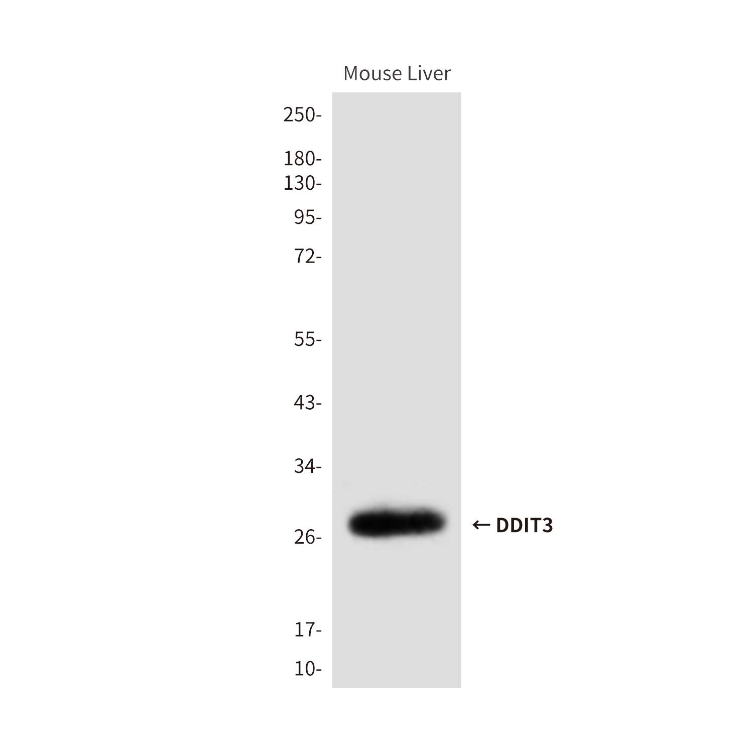 Mouse Monoclonal Antibody to DDIT3