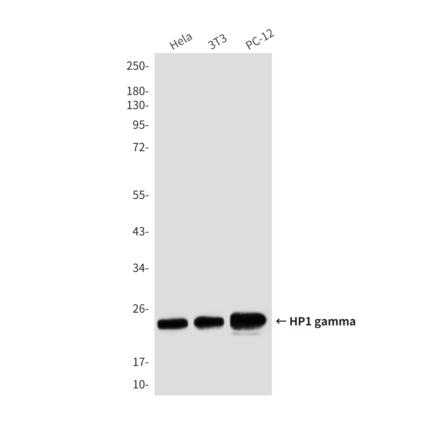 Mouse Monoclonal Antibody to HP1 gamma