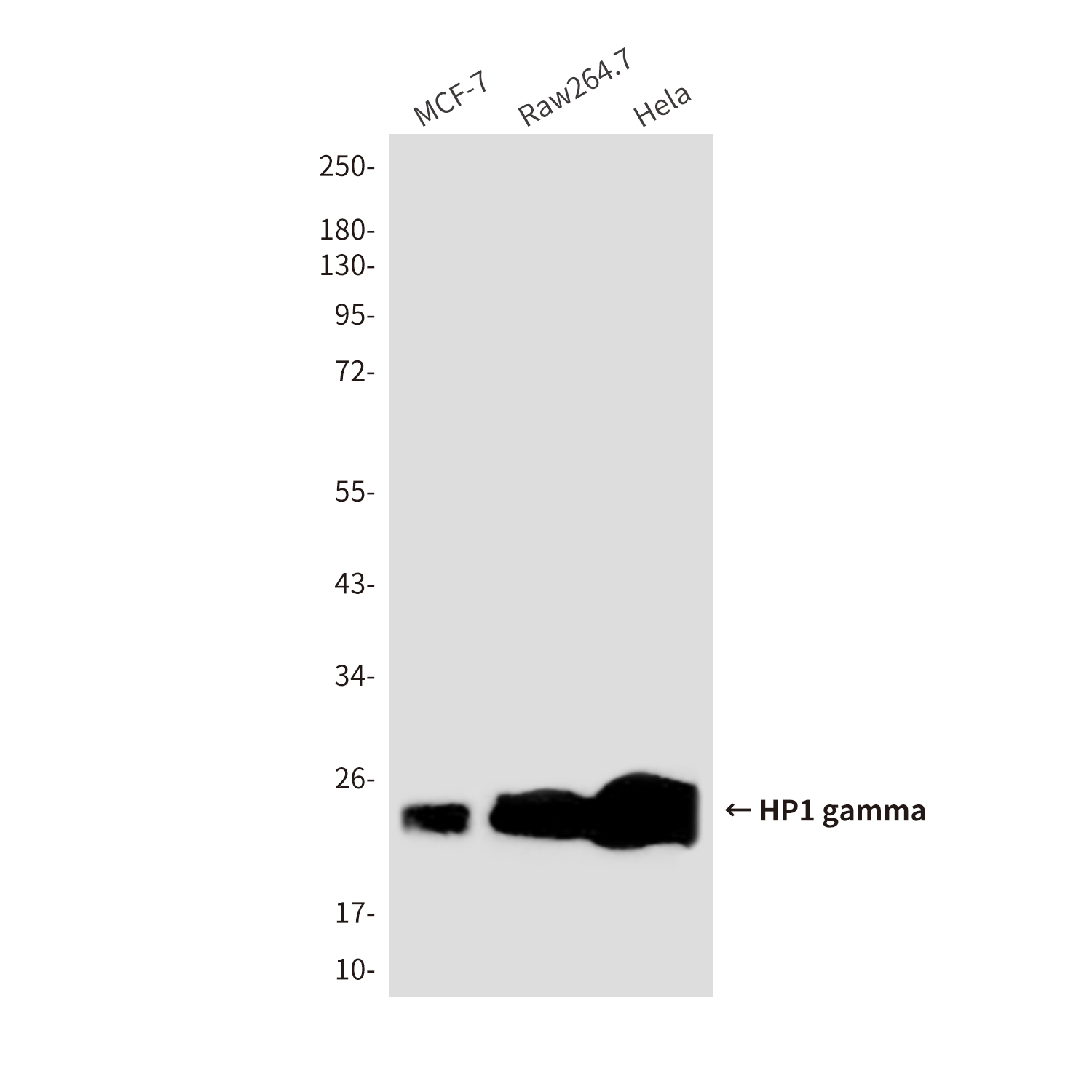 Mouse Monoclonal Antibody to HP1 gamma