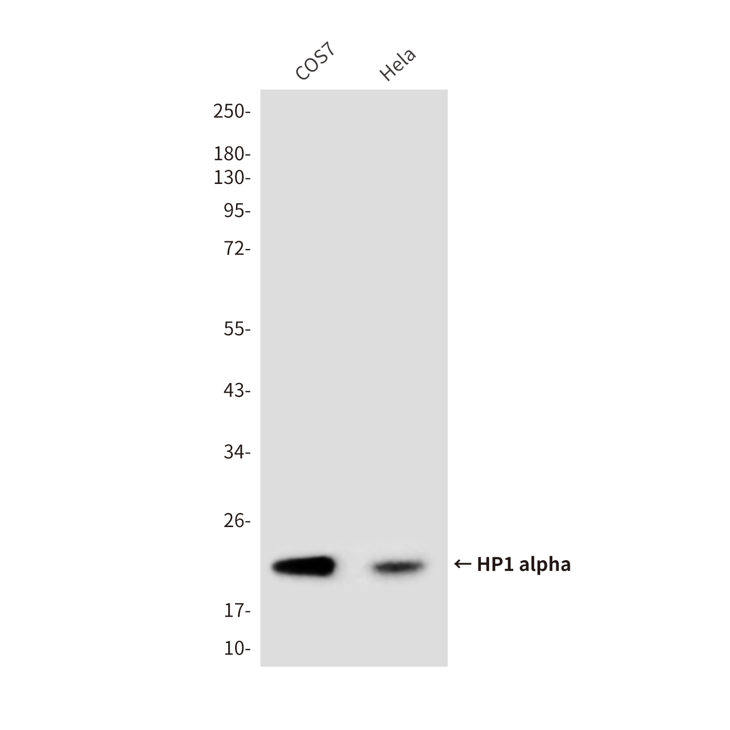 Mouse Monoclonal Antibody to HP1 alpha