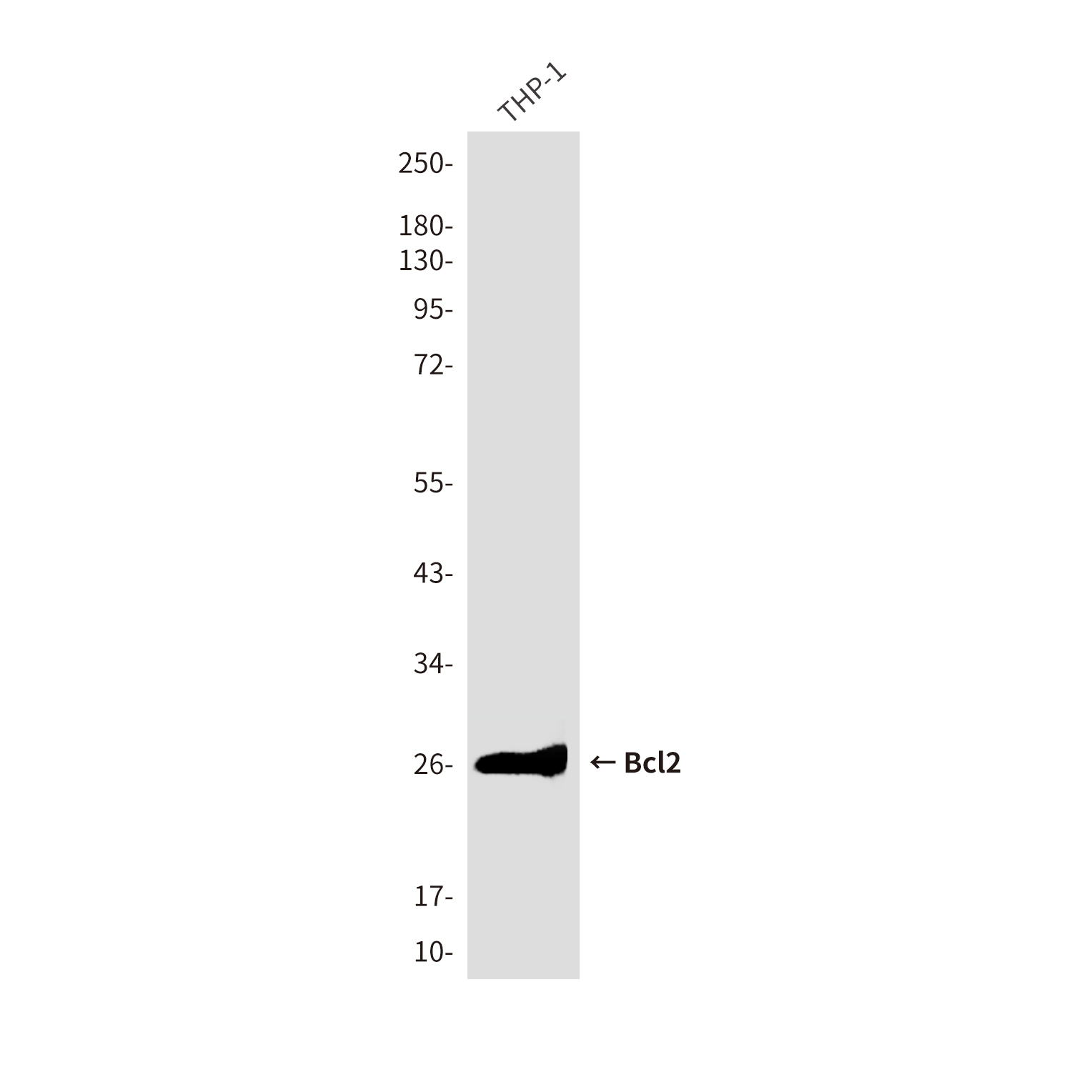Mouse Monoclonal Antibody to Bcl2