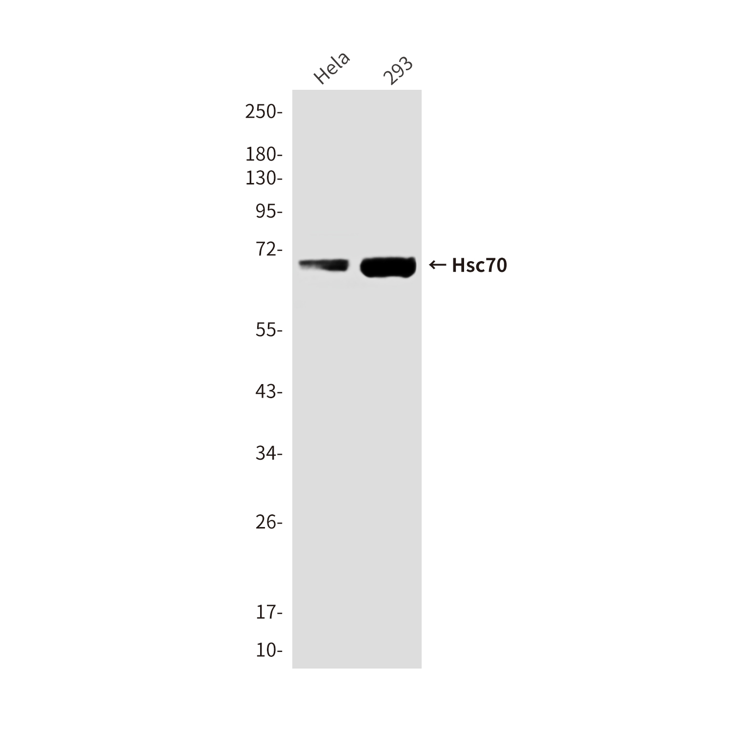 Mouse Monoclonal Antibody to Hsc70