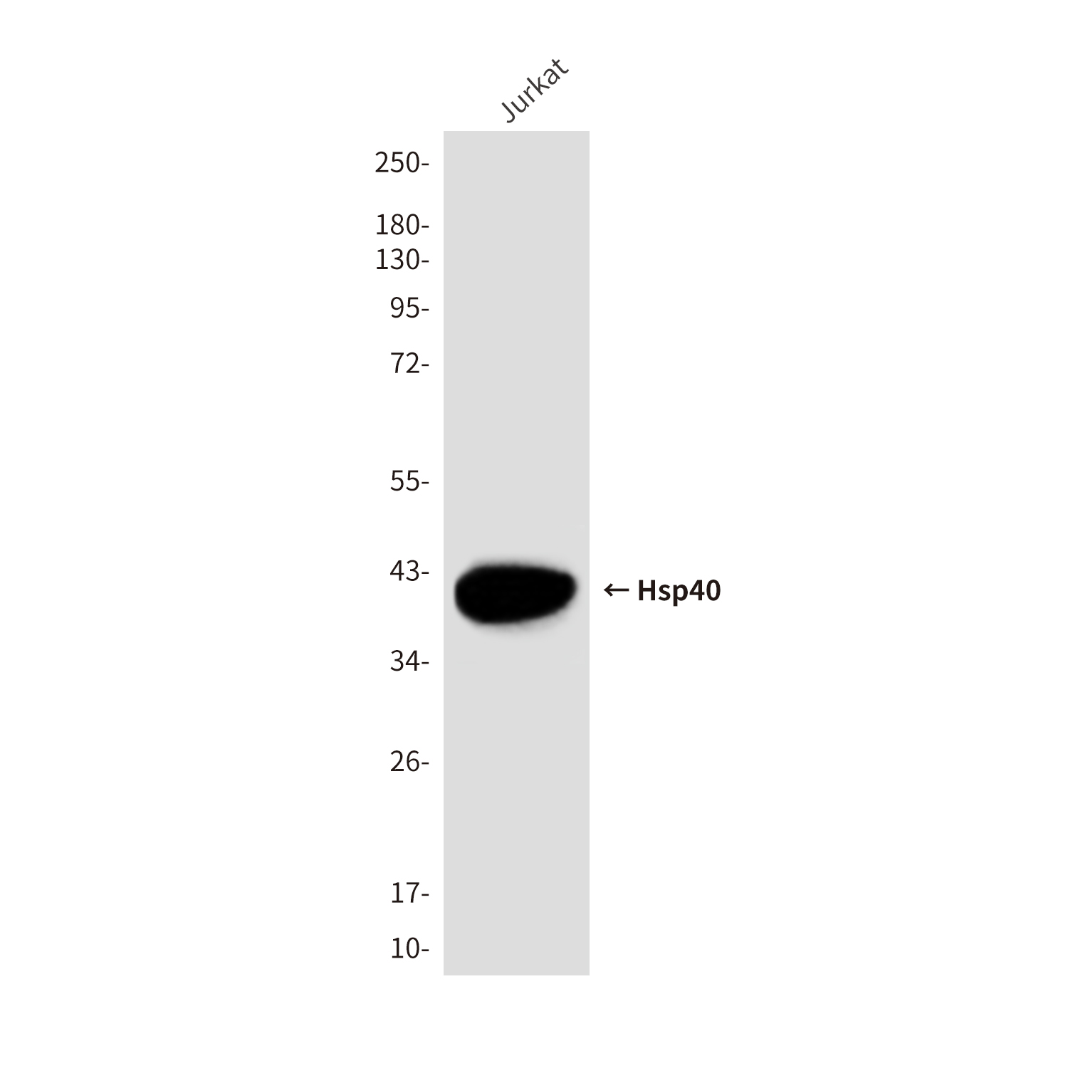 Mouse Monoclonal Antibody to Hsp40