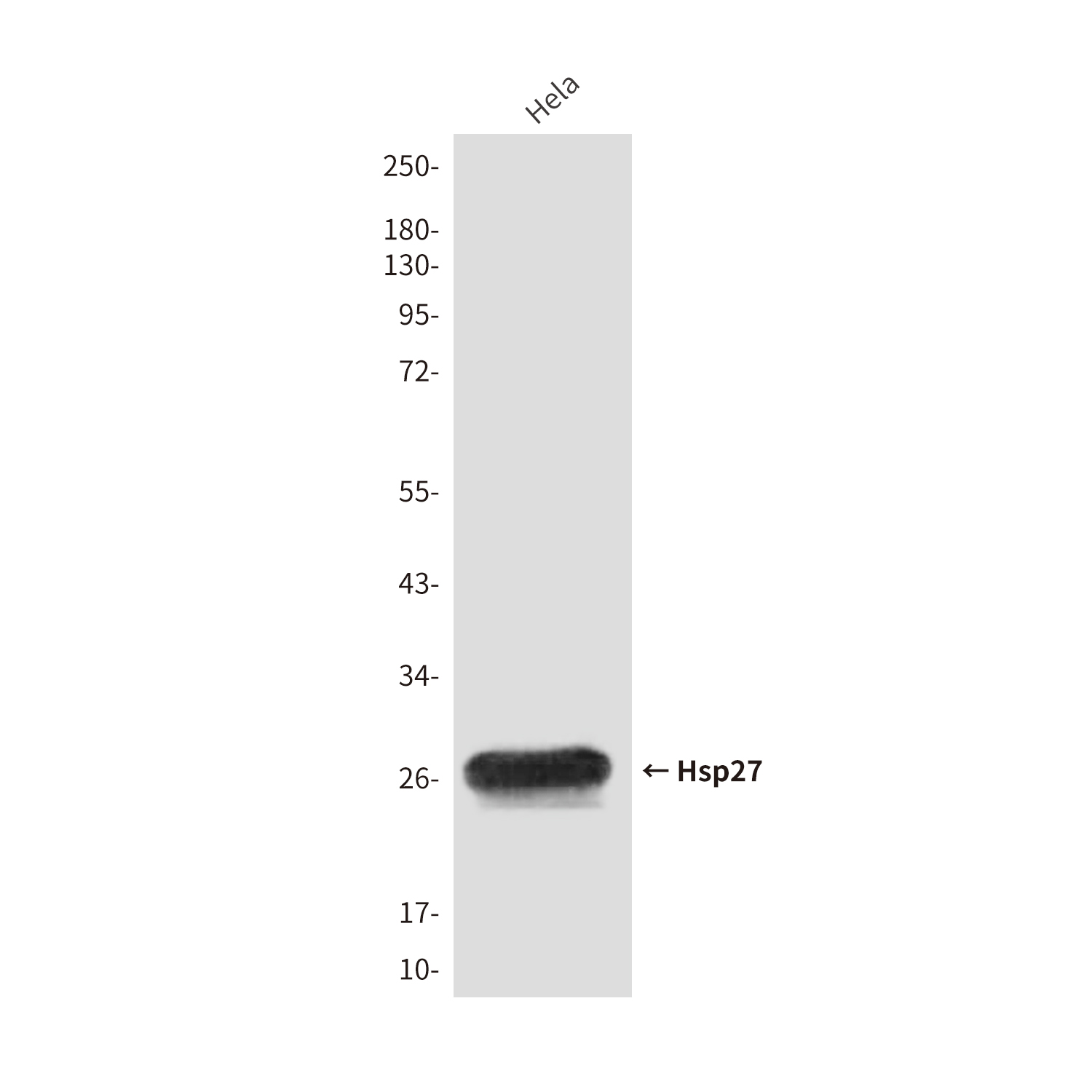 Mouse Monoclonal Antibody to Hsp27