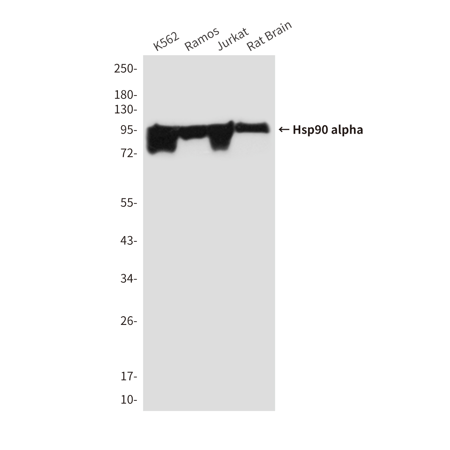 Mouse Monoclonal Antibody to Hsp90 alpha