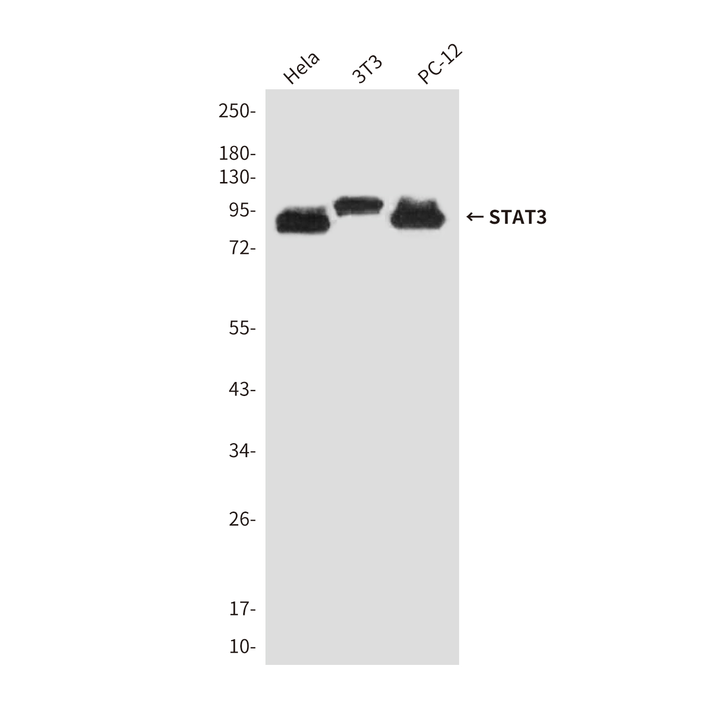 Mouse Monoclonal Antibody to STAT3