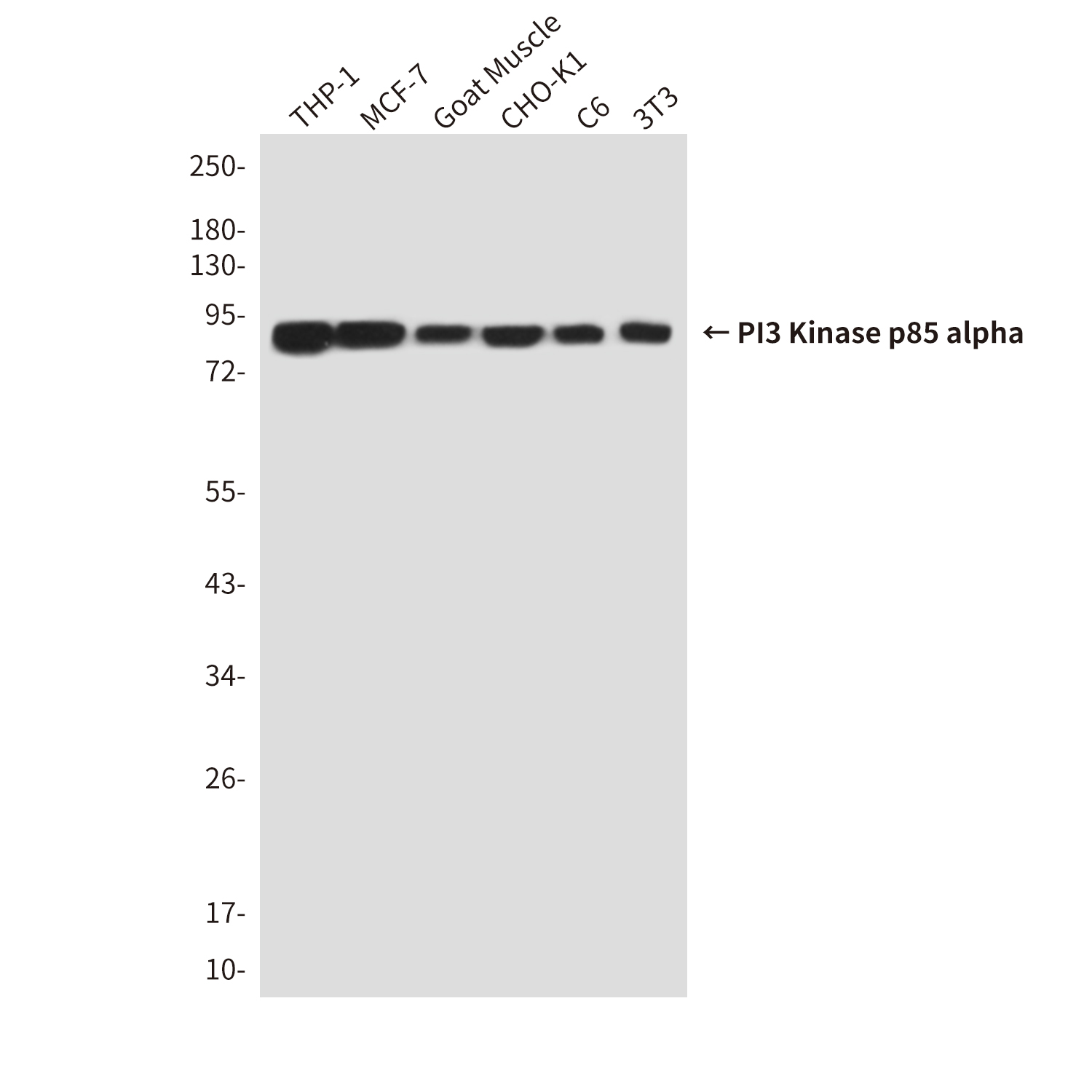 Mouse Monoclonal Antibody to PI3 Kinase p85 alpha