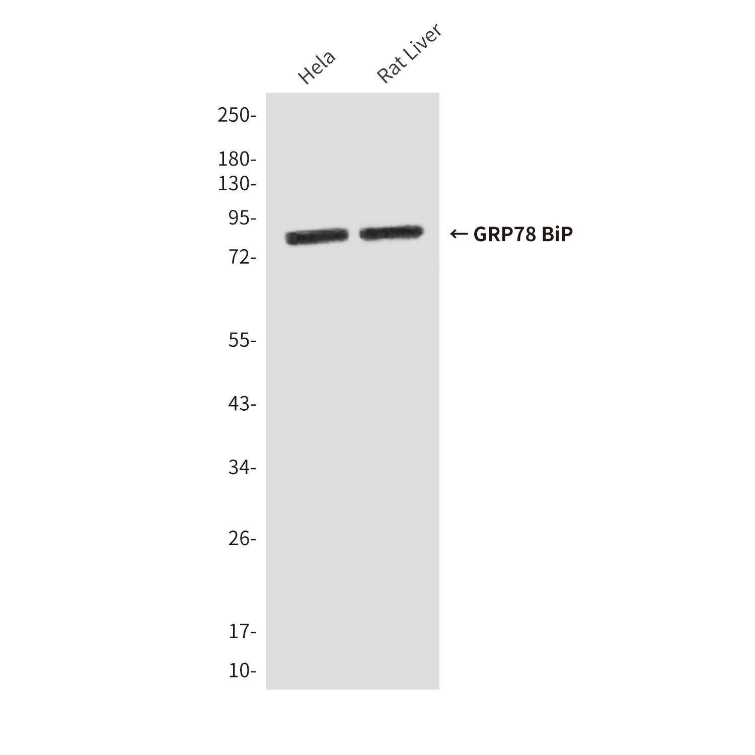 Mouse Monoclonal Antibody to GRP78 BiP