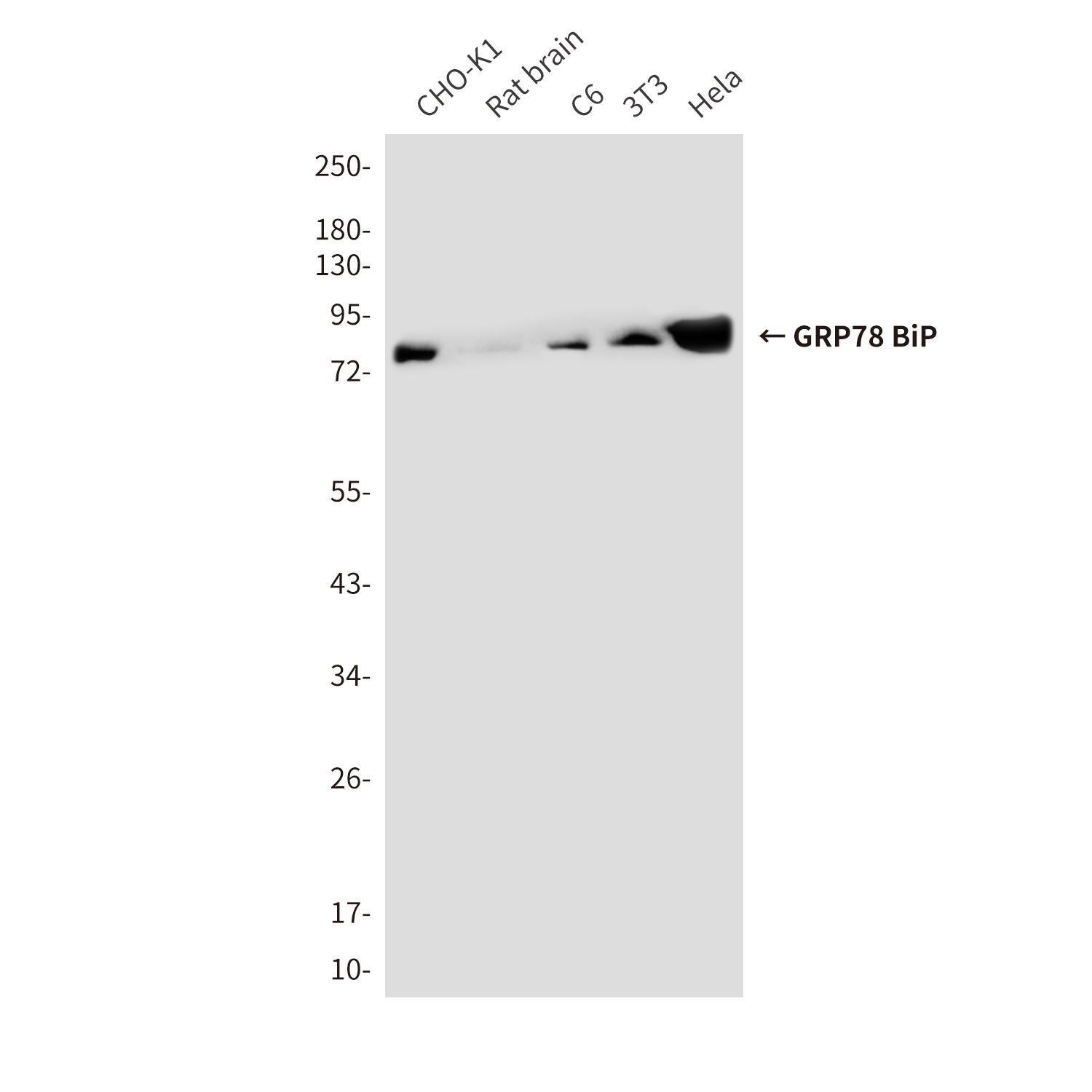 Mouse Monoclonal Antibody to GRP78 BiP