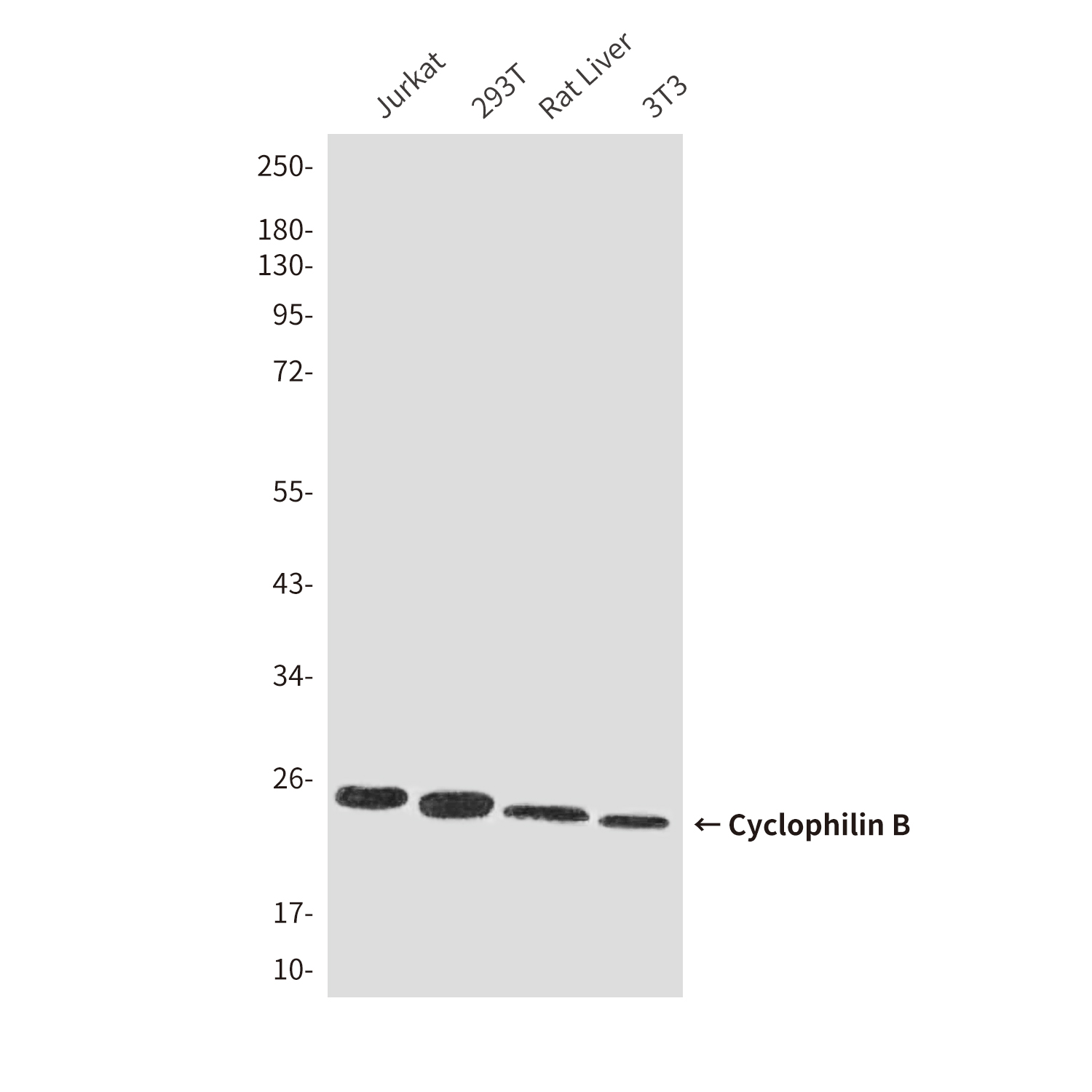 Mouse Monoclonal Antibody to Cyclophilin B