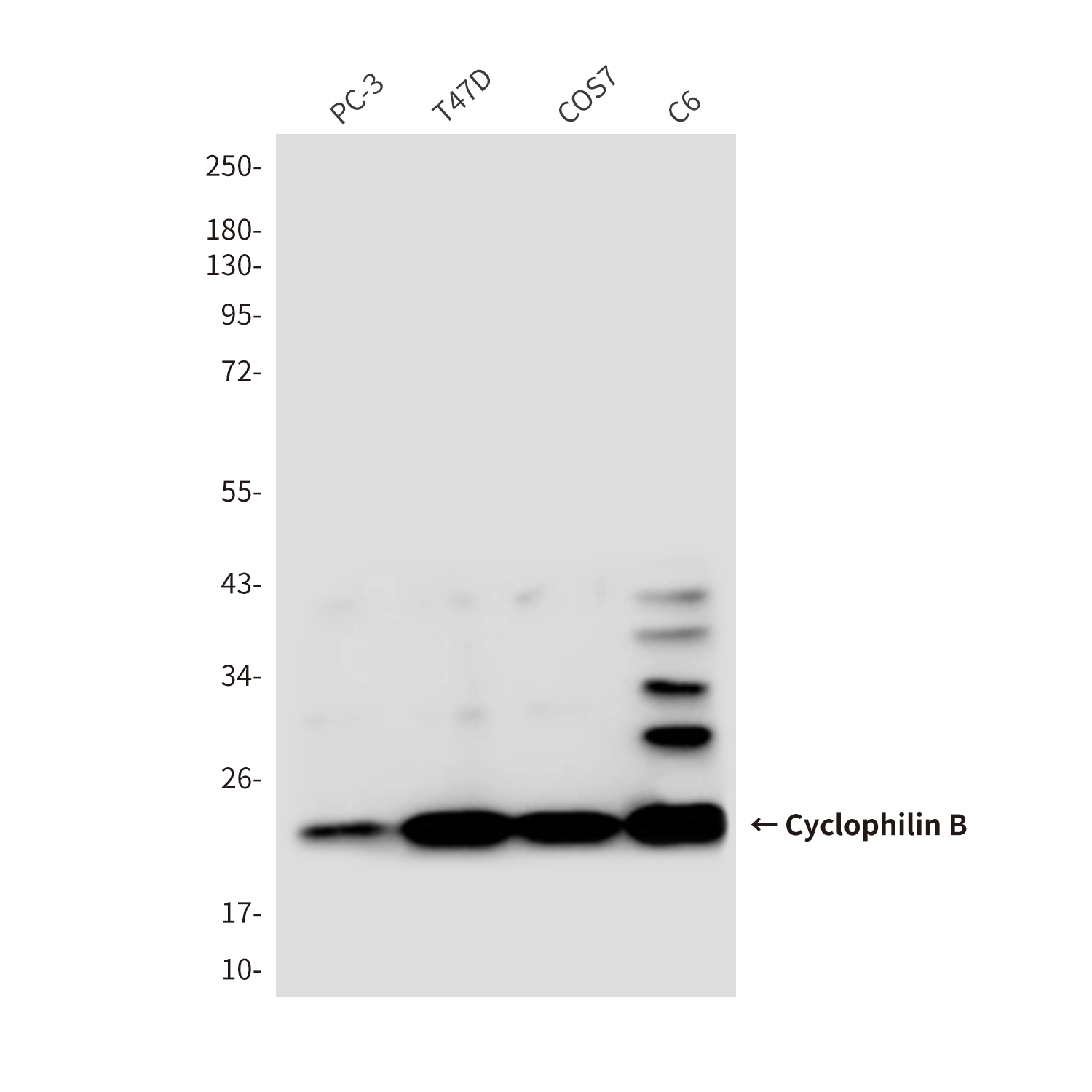 Mouse Monoclonal Antibody to Cyclophilin B