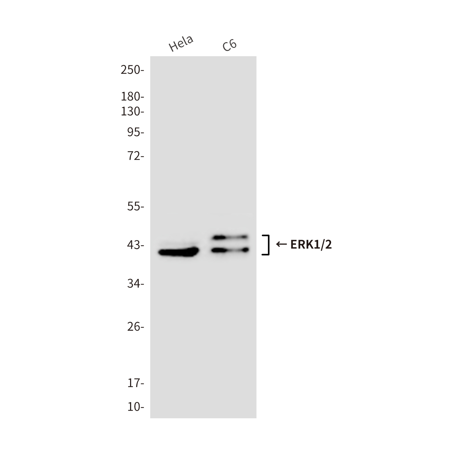 Mouse Monoclonal Antibody to ERK1/2