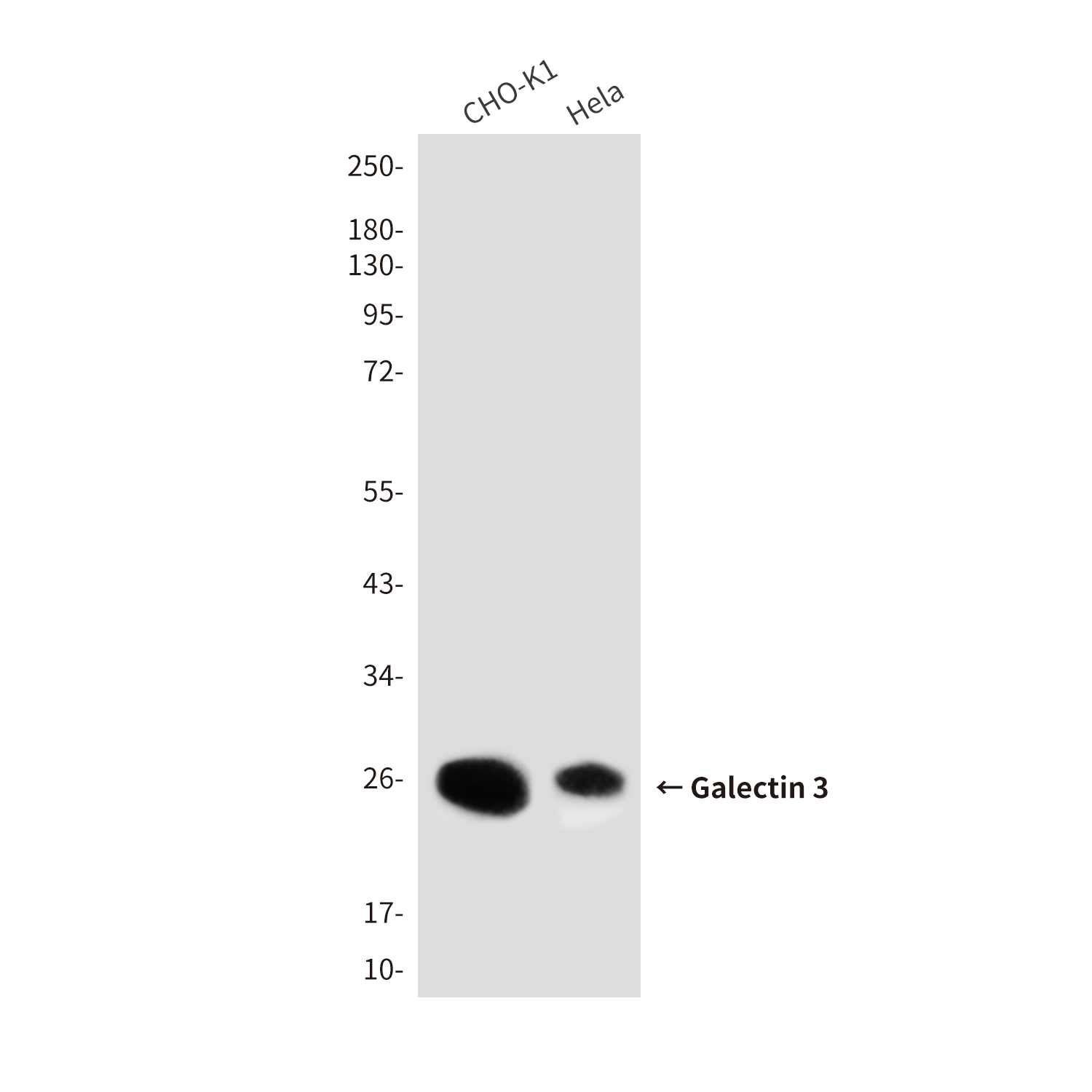Mouse Monoclonal Antibody to Galectin 3