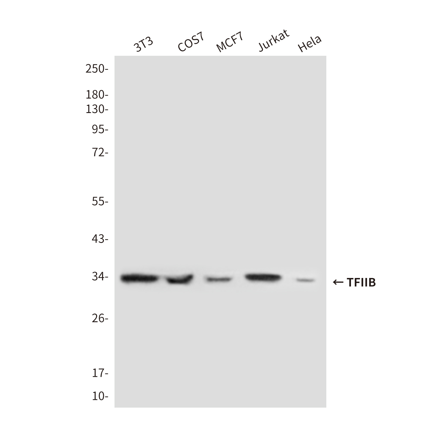 Mouse Monoclonal Antibody to Transcription Initiation Factor IIB