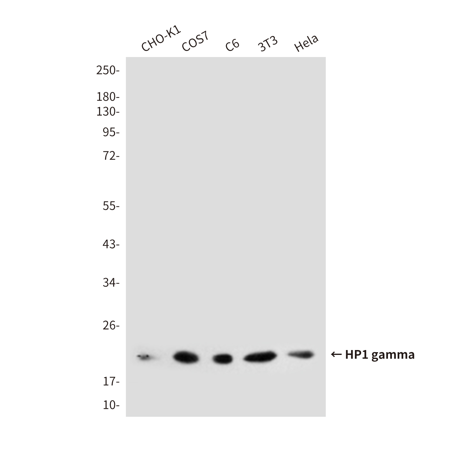 Mouse Monoclonal Antibody to HP1 gamma