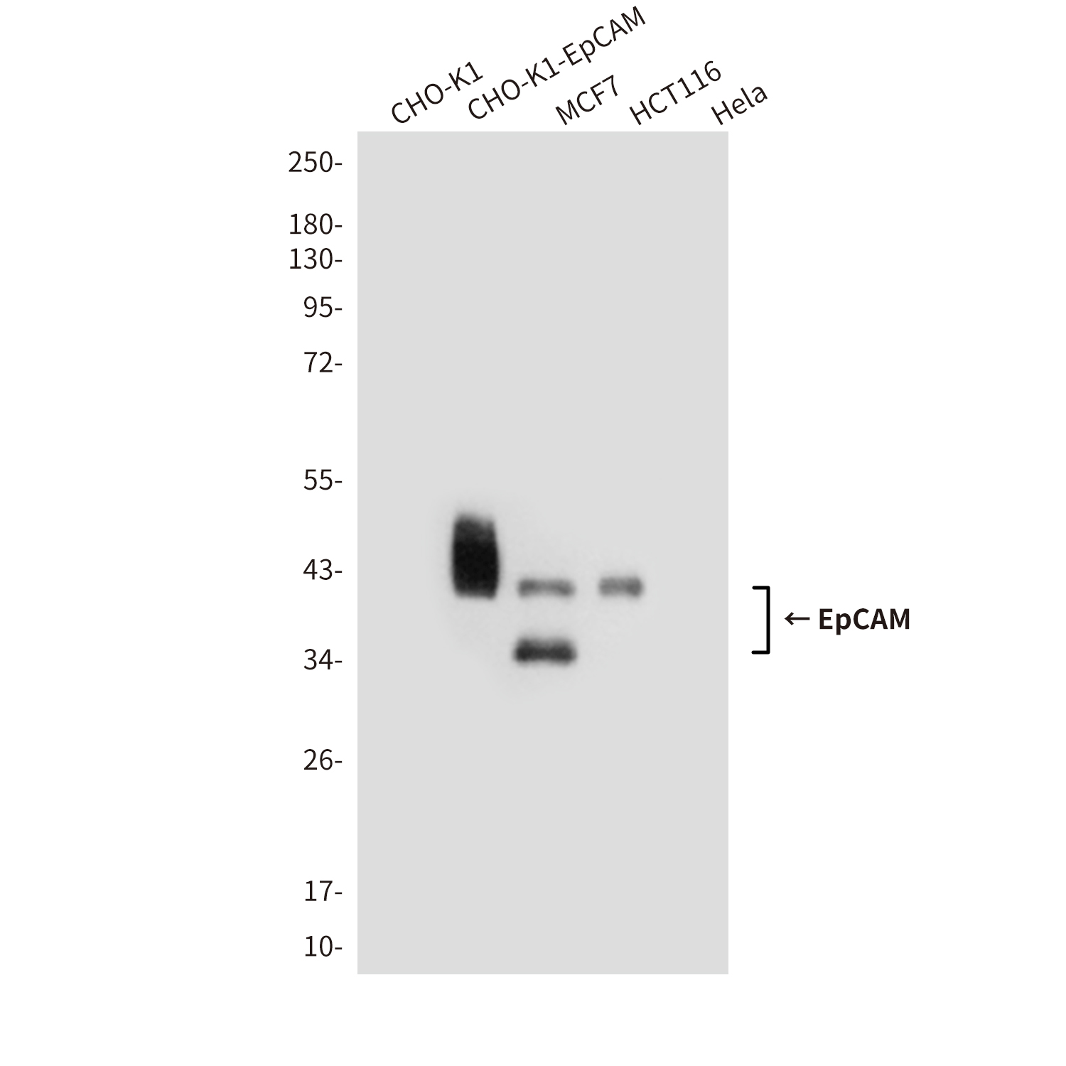 Mouse Monoclonal Antibody to EpCAM