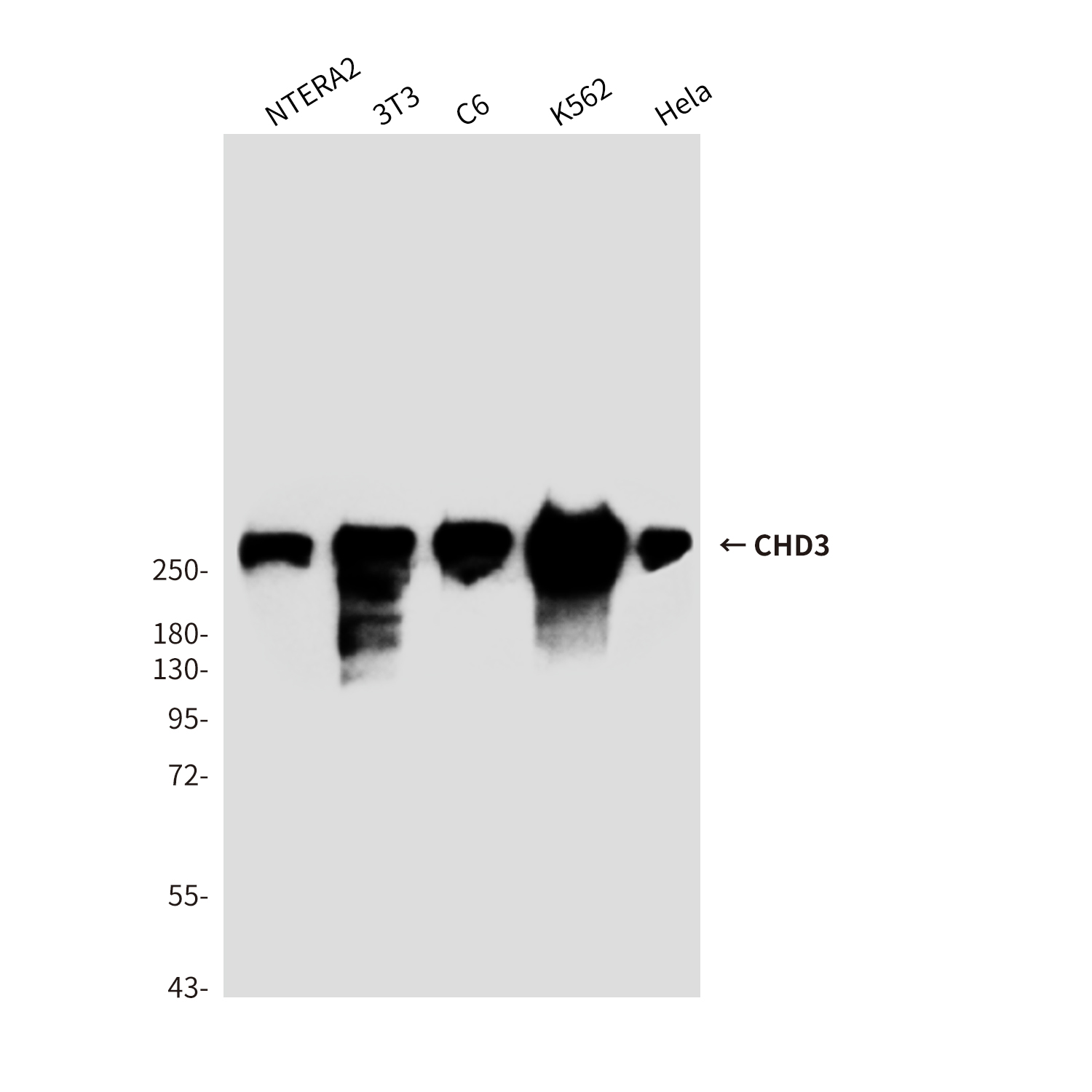 Mouse Monoclonal Antibody to CHD3