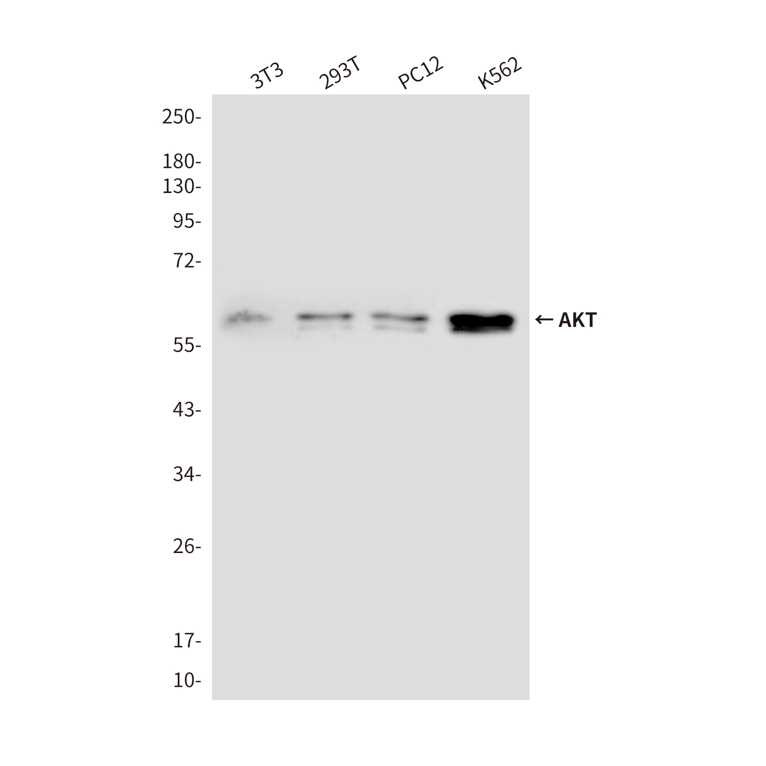 Mouse Monoclonal Antibody to AKT