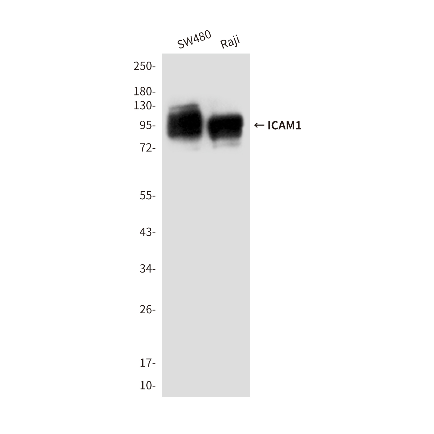 Mouse Monoclonal Antibody to ICAM1