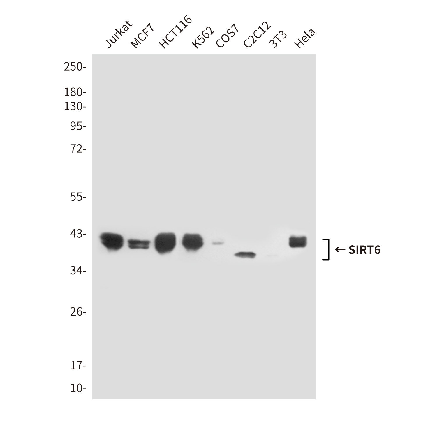 Mouse Monoclonal Antibody to SIRT6