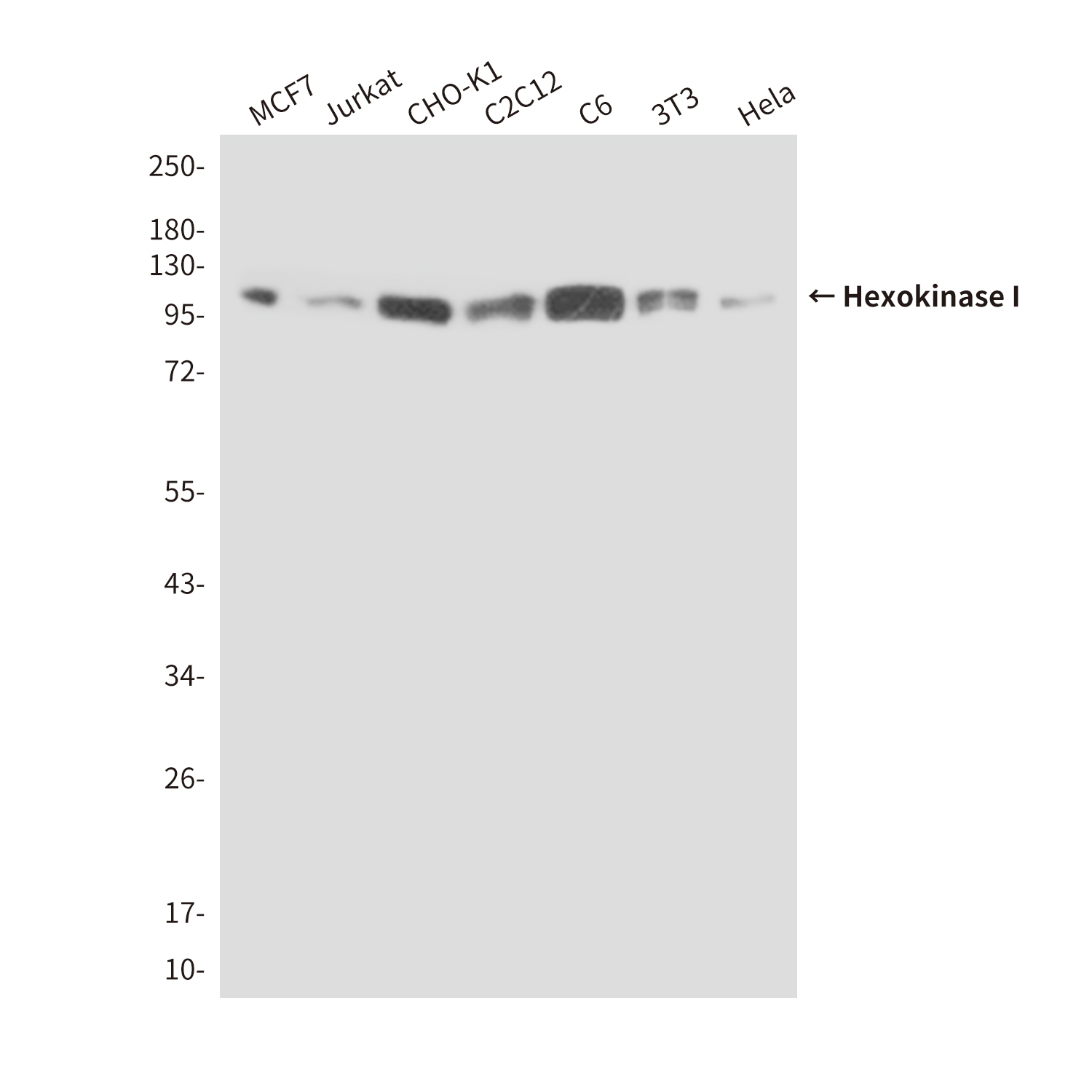 Mouse Monoclonal Antibody to Hexokinase I