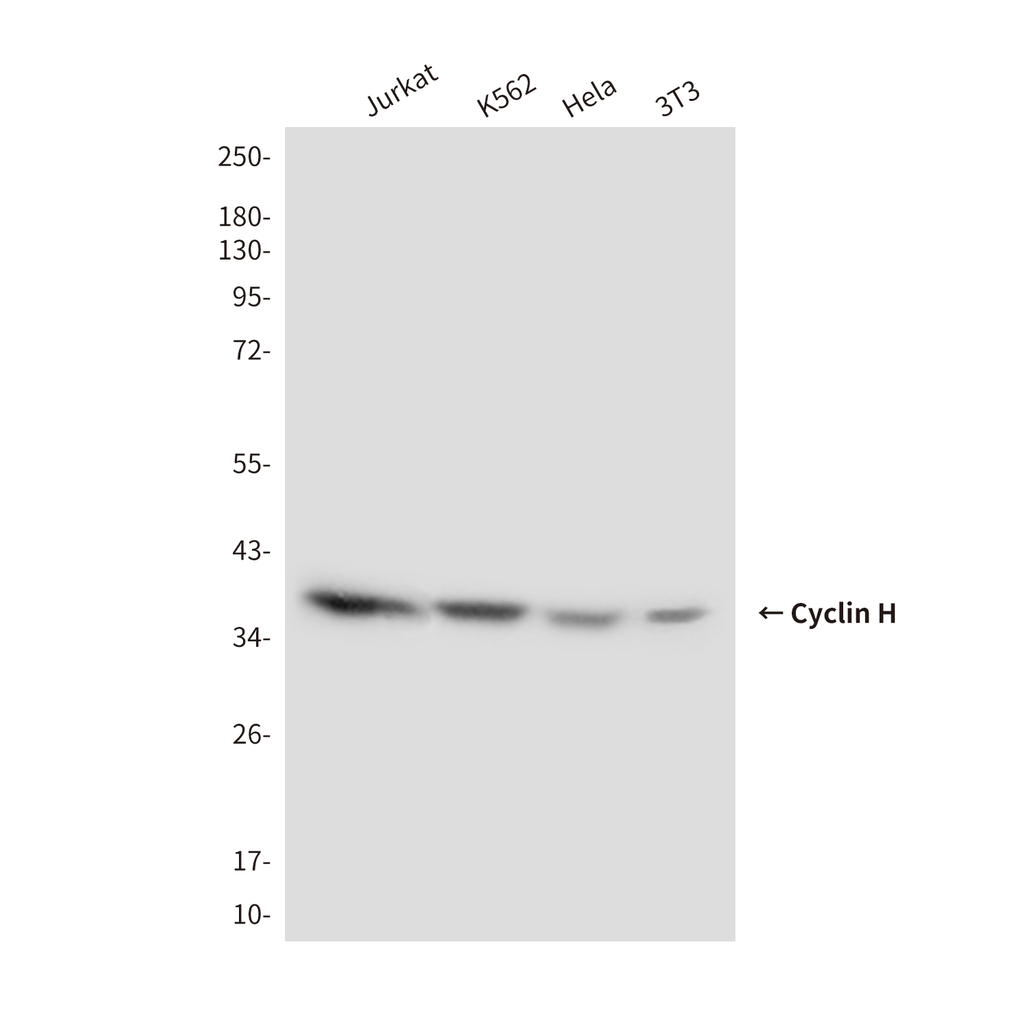 Mouse Monoclonal Antibody to Cyclin H