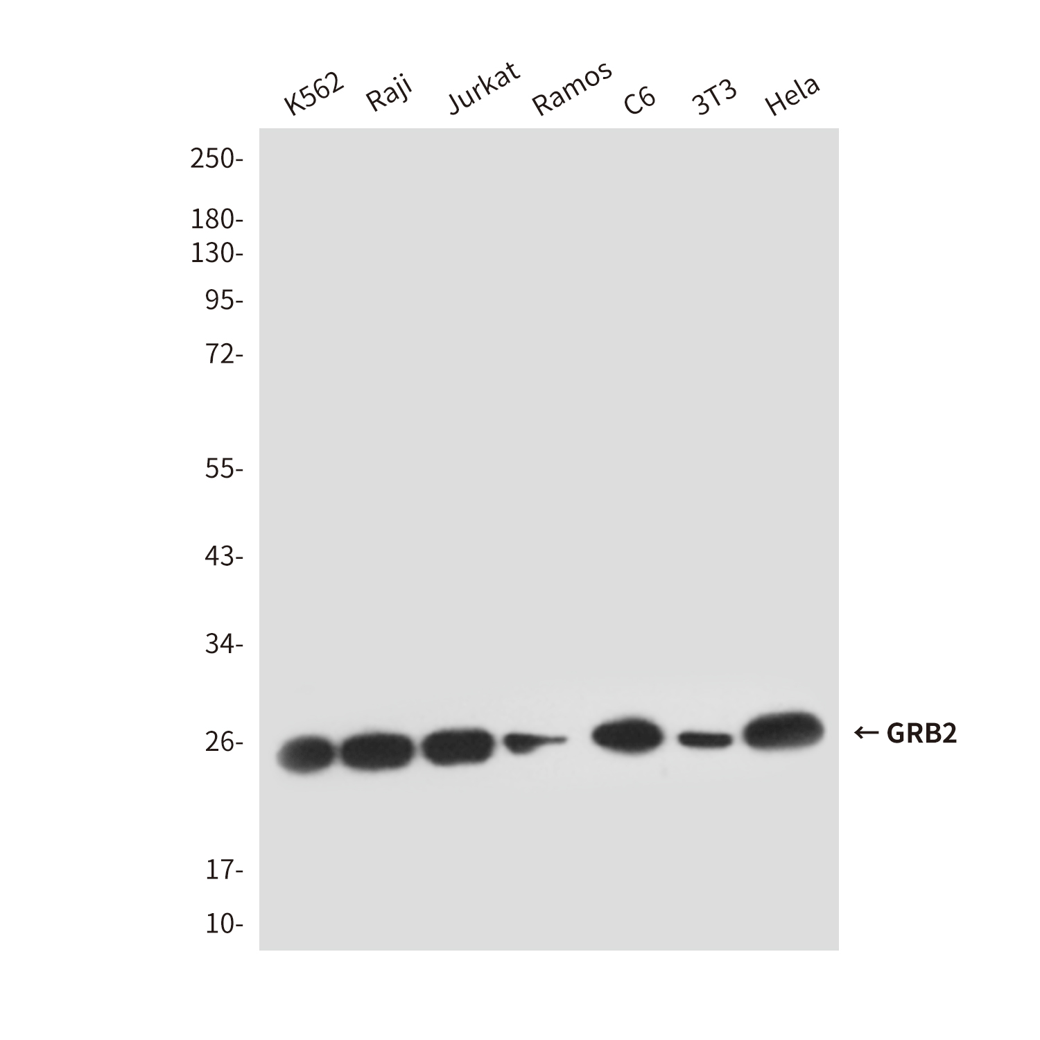 Mouse Monoclonal Antibody to GRB2