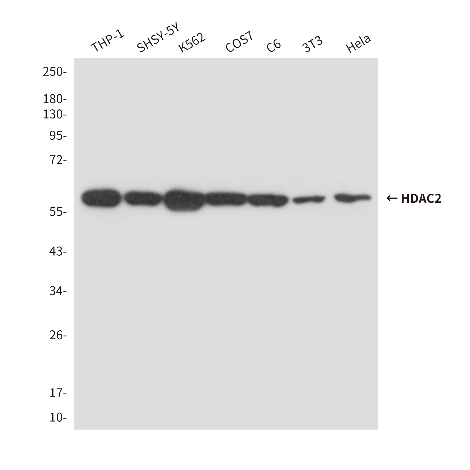 Mouse Monoclonal Antibody to HDAC2
