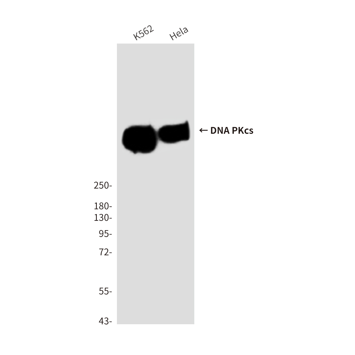 Mouse Monoclonal Antibody to DNA PKcs