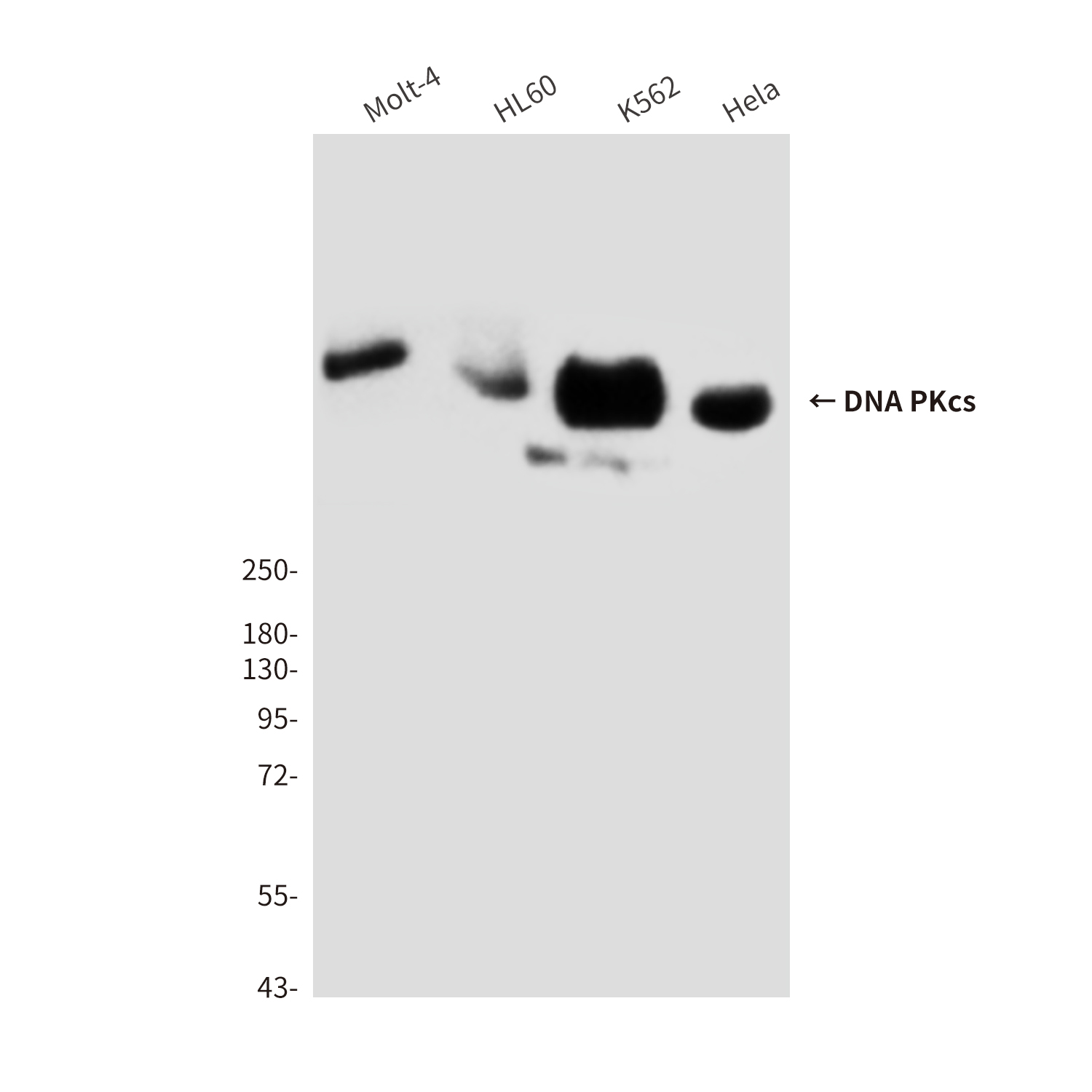 Mouse Monoclonal Antibody to DNA PKcs