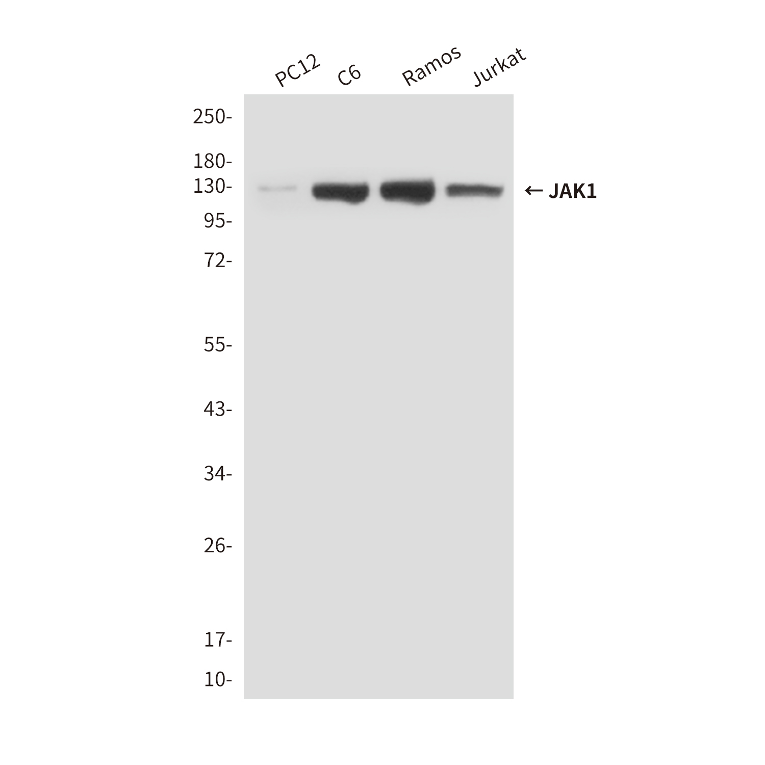 Mouse Monoclonal Antibody to JAK1