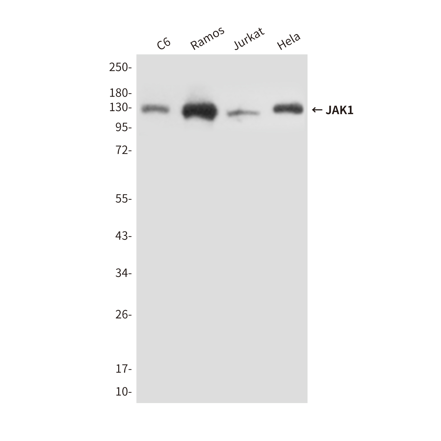 Mouse Monoclonal Antibody to JAK1