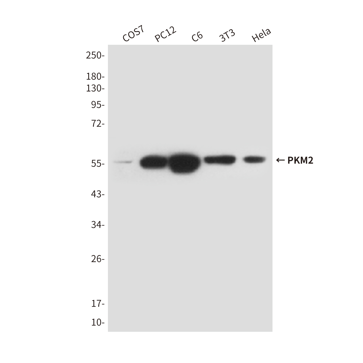 Mouse Monoclonal Antibody to PKM2