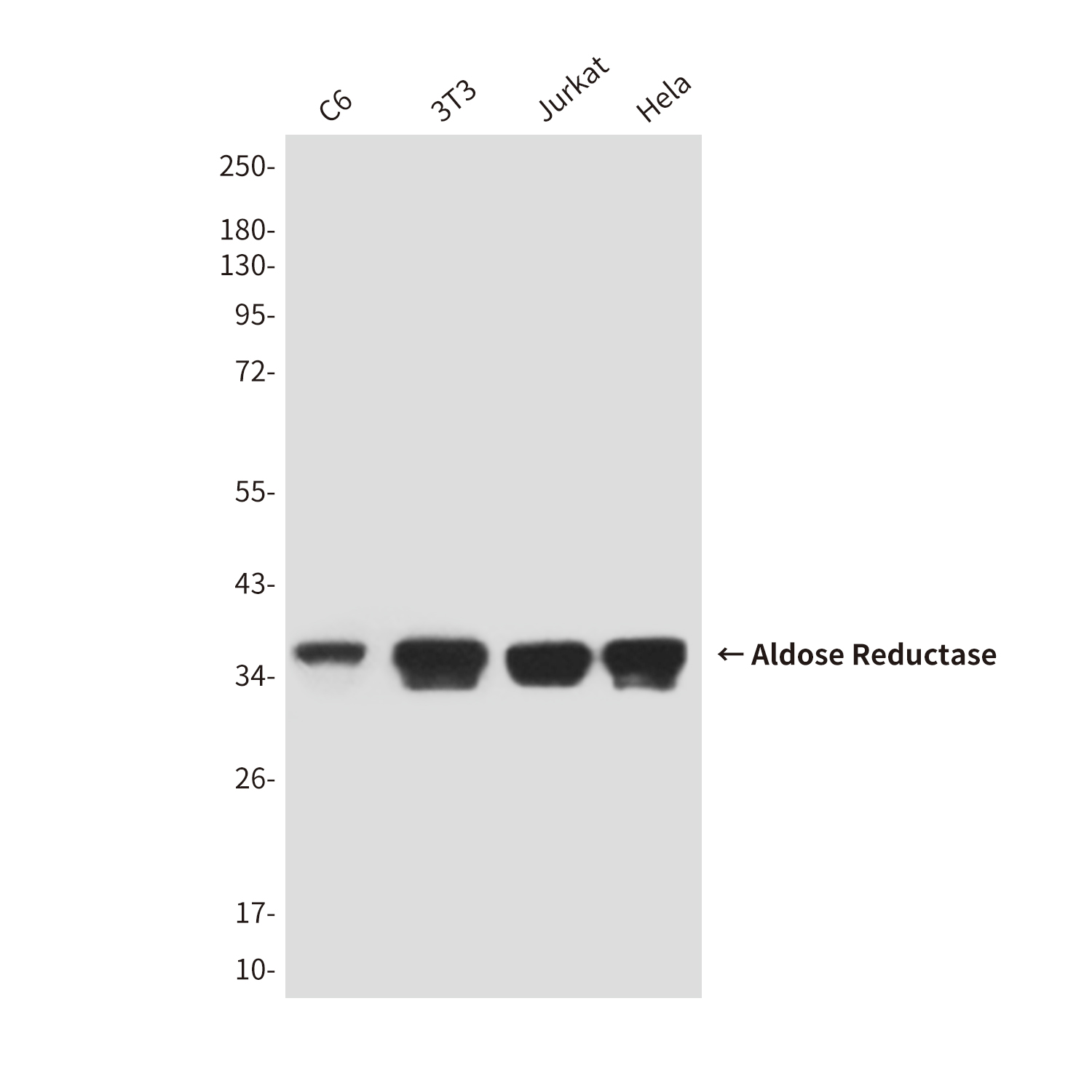 Mouse Monoclonal Antibody to Aldose Reductase