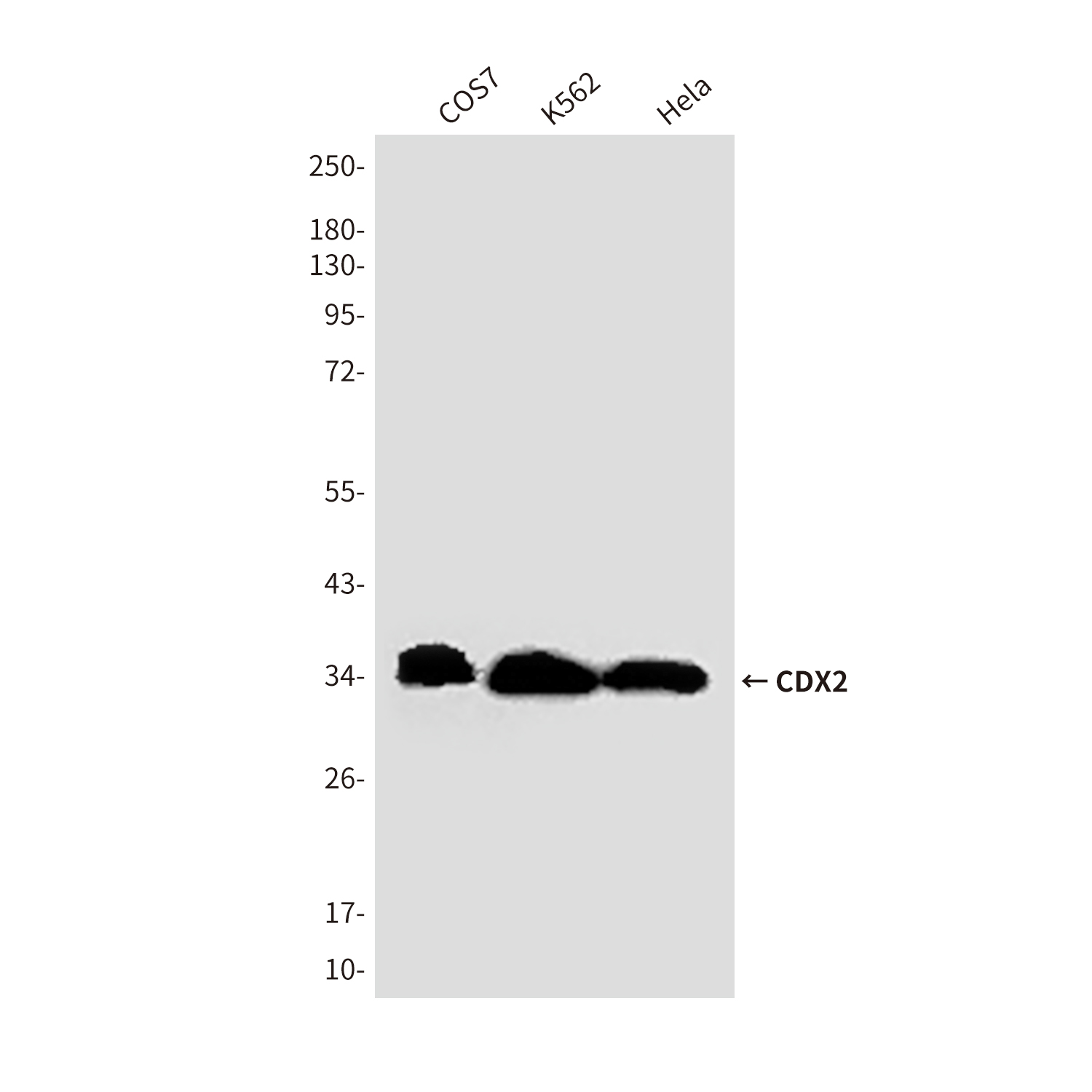 Mouse Monoclonal Antibody to CDX2