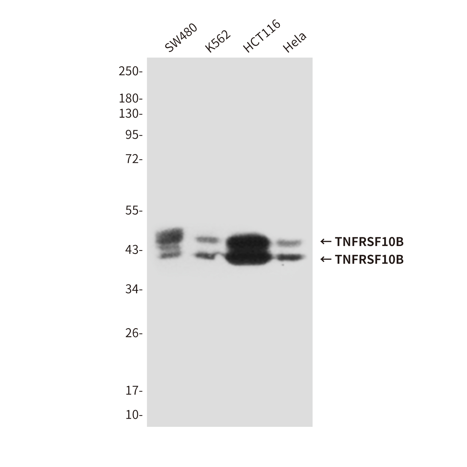 Mouse Monoclonal Antibody to TNFRSF10B