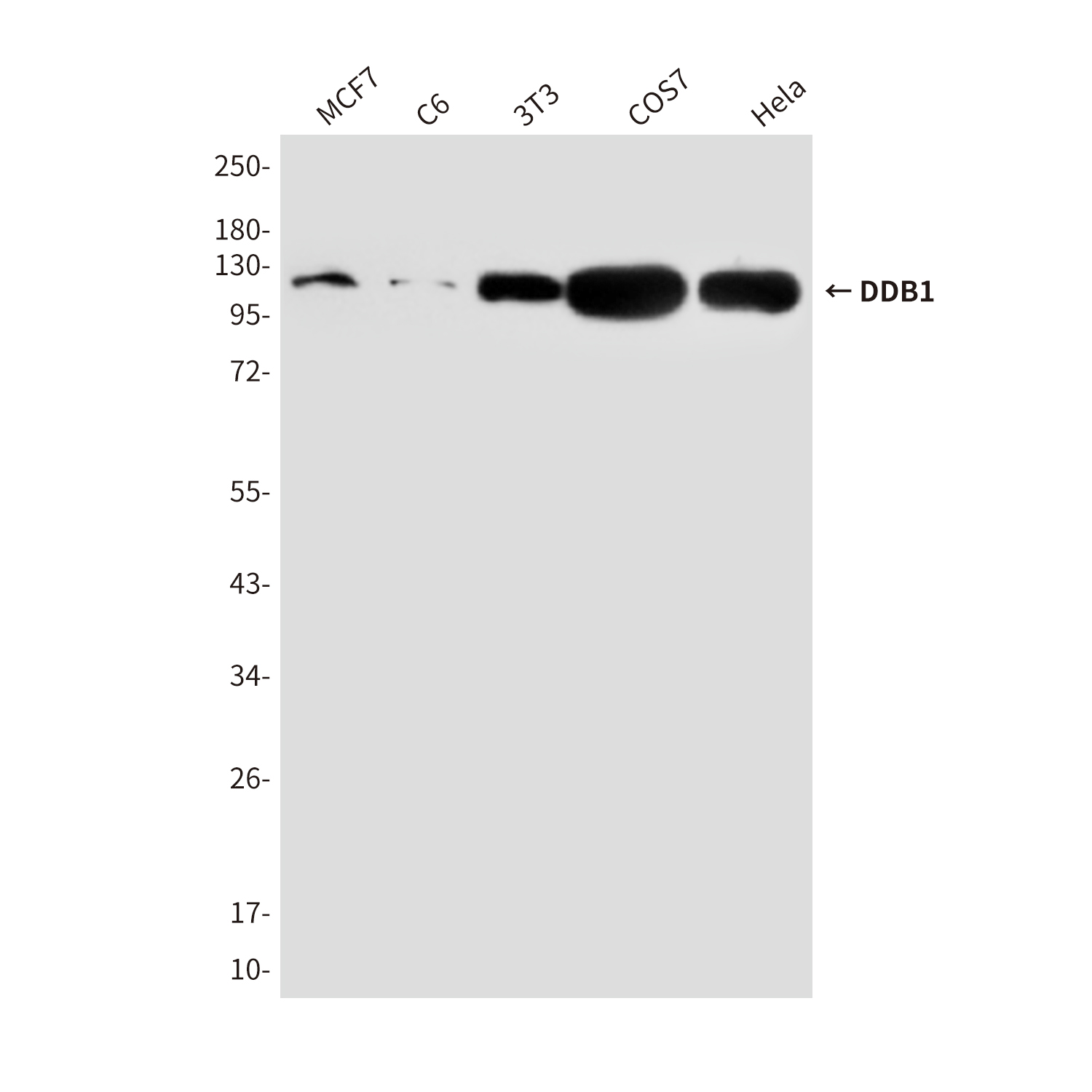 Mouse Monoclonal Antibody to DDB1