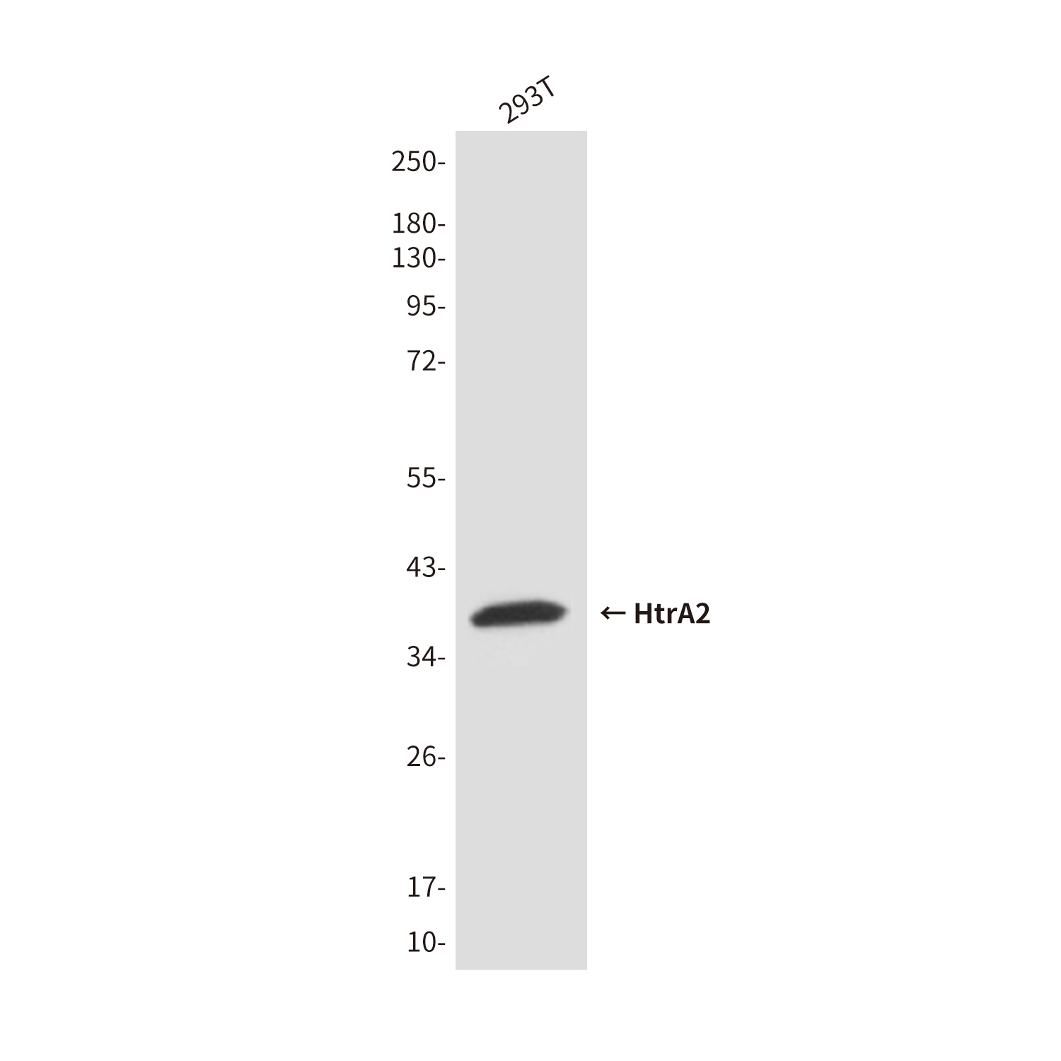 Mouse Monoclonal Antibody to HtrA2
