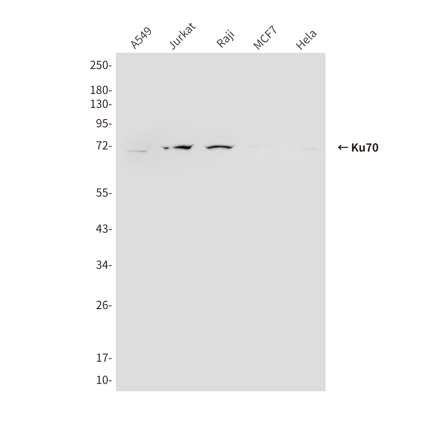 Mouse Monoclonal Antibody to Ku70
