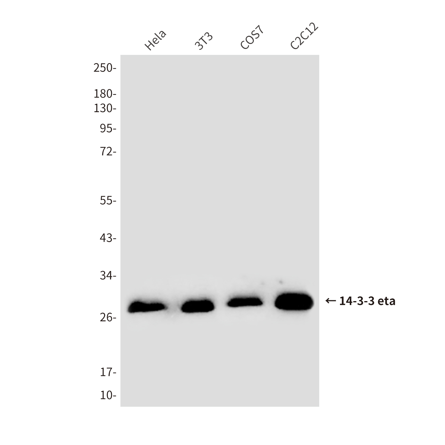 Mouse Monoclonal Antibody to 14-3-3 eta