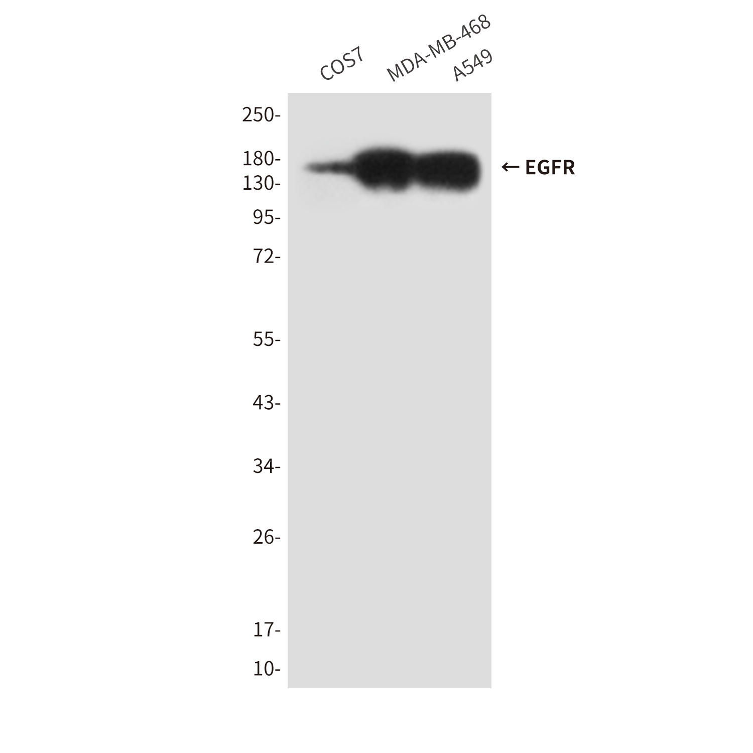 Mouse Monoclonal Antibody to EGFR